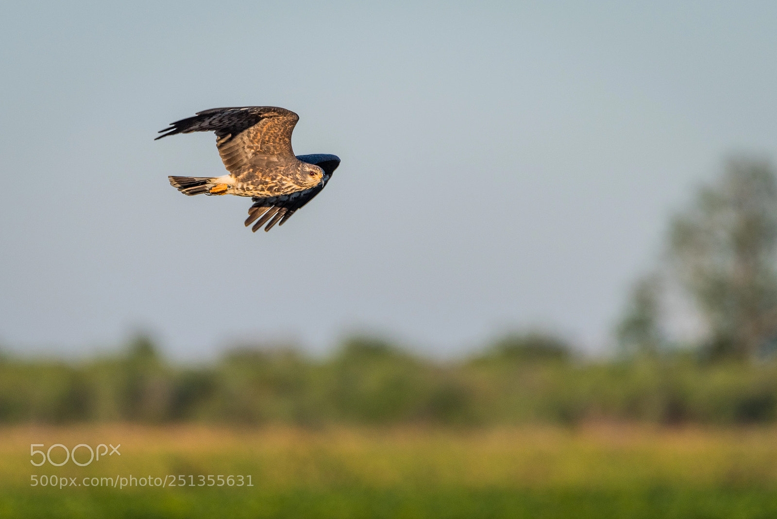 Nikon D810 sample photo. Snail kite on the photography