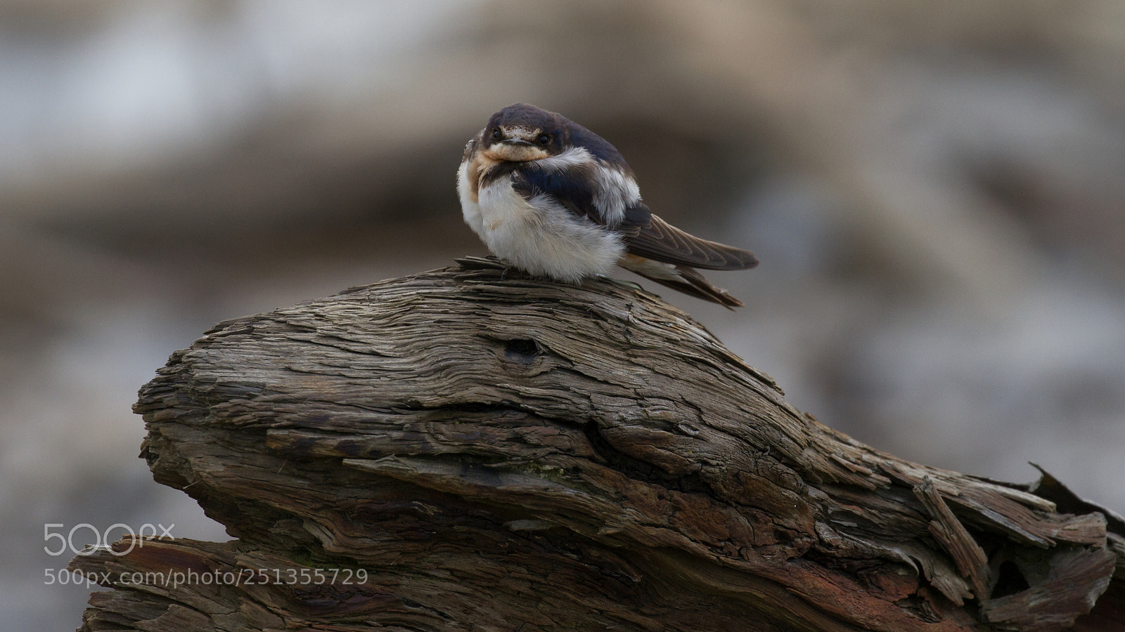 Canon EOS 7D sample photo. Barn swallow, immature photography