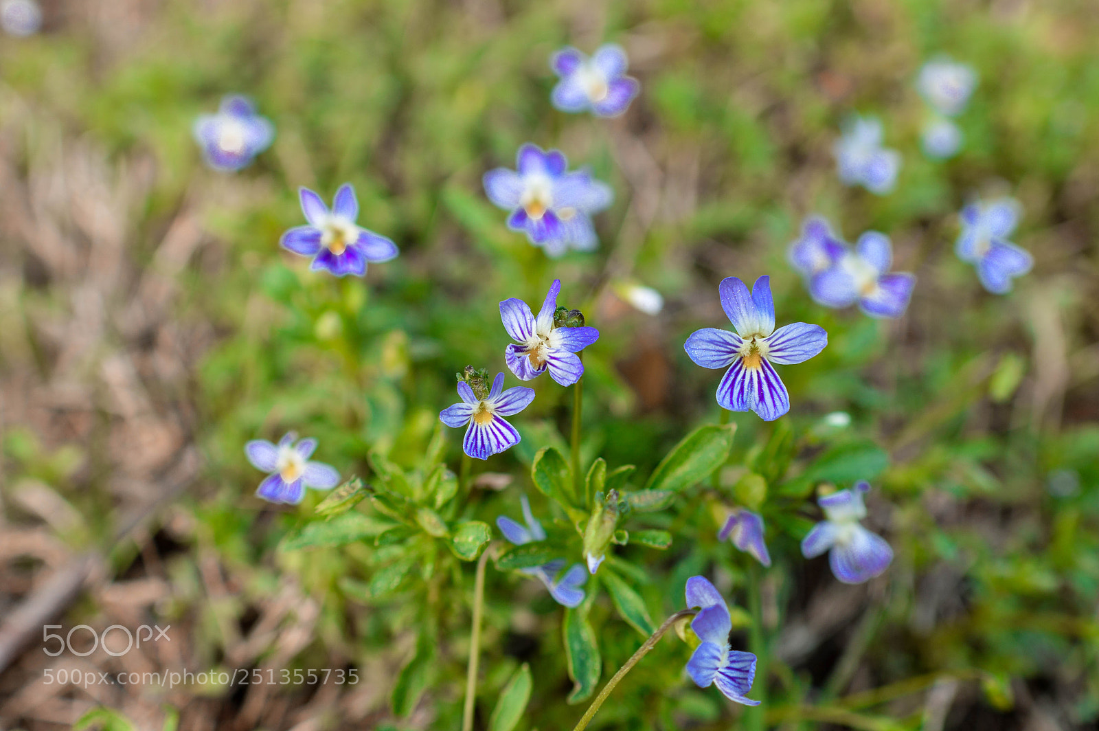 Nikon D3200 sample photo. Spring is in the photography
