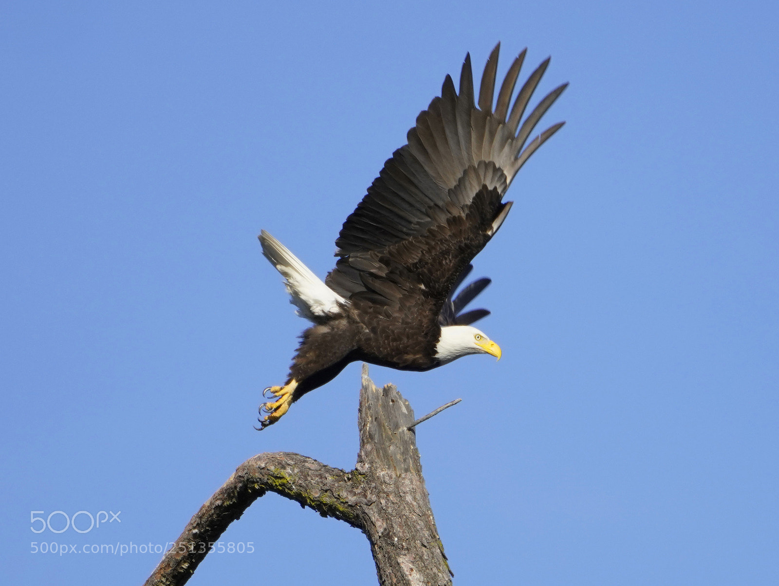 Sony a7R III sample photo. Eagle taking flight photography