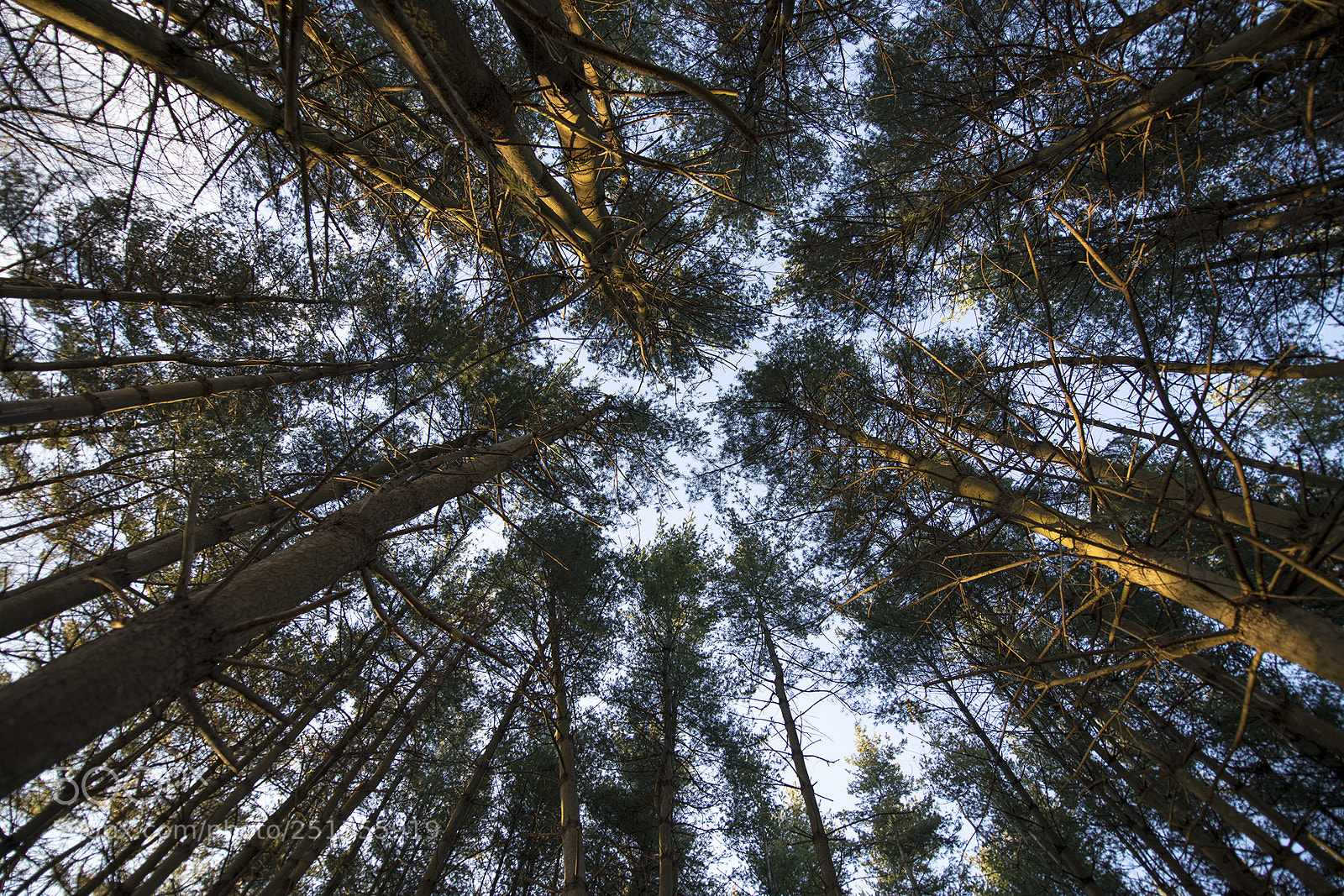 Sony a7R III sample photo. Perspective photography