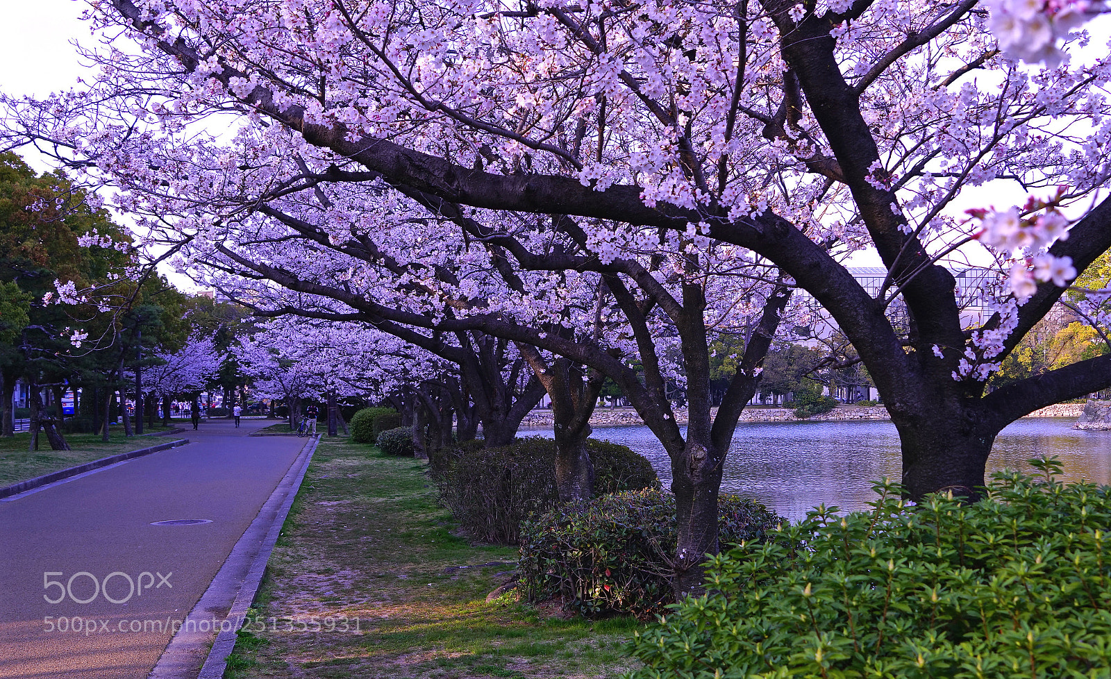 Sony a7R sample photo. Sakura photography