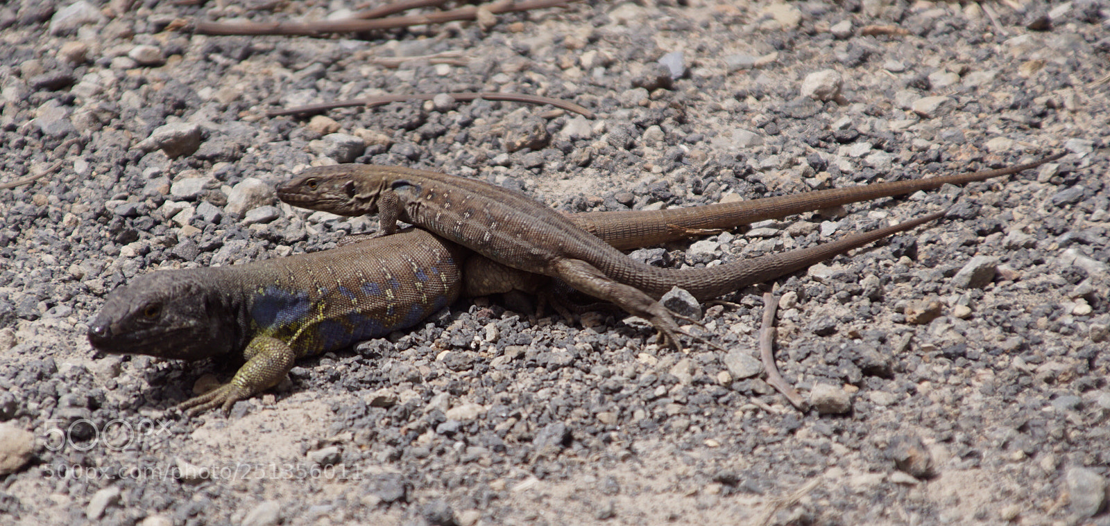 Sony SLT-A68 sample photo. Lizard love photography