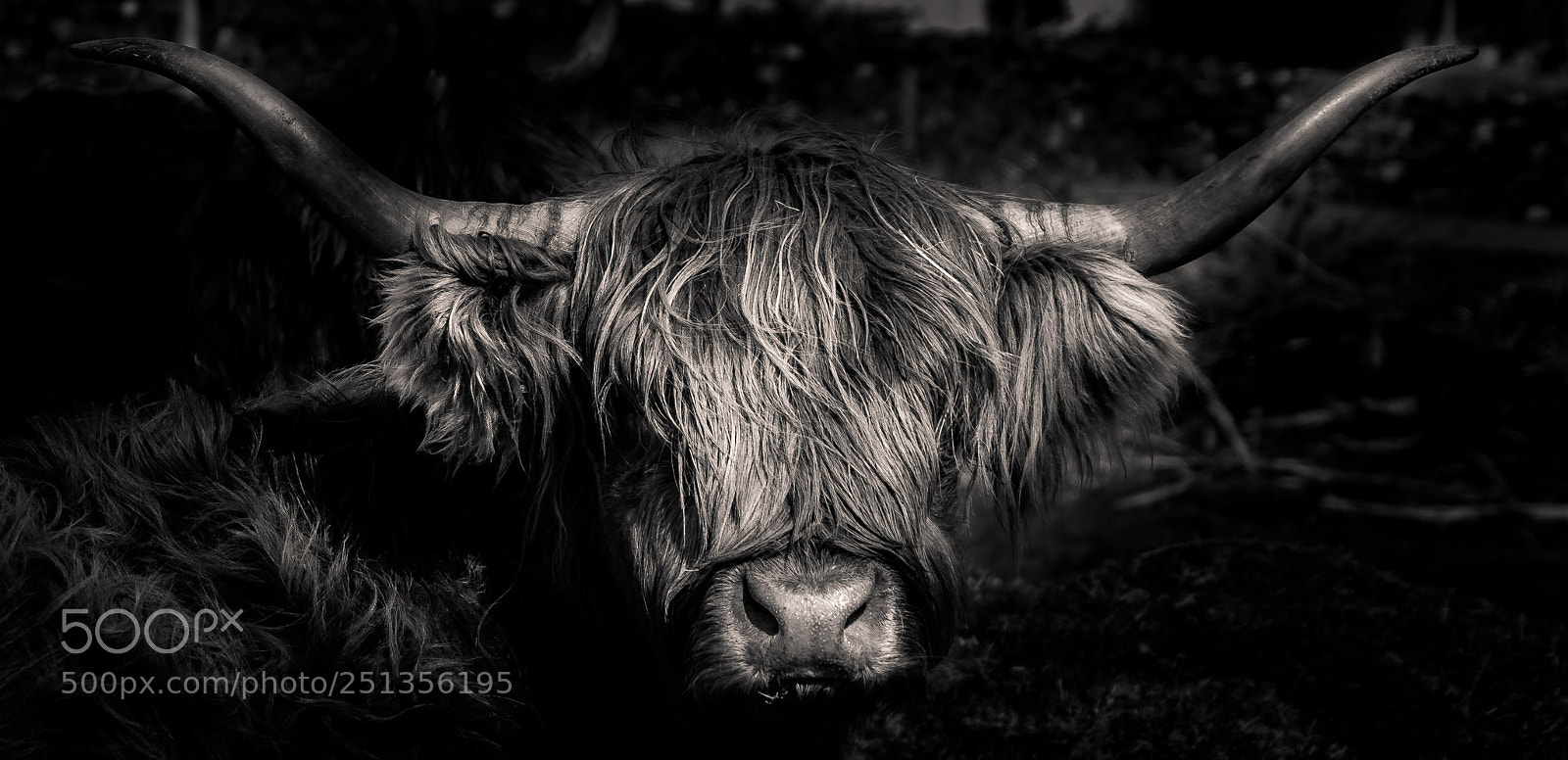 Sony a7R II sample photo. Highland cow photography