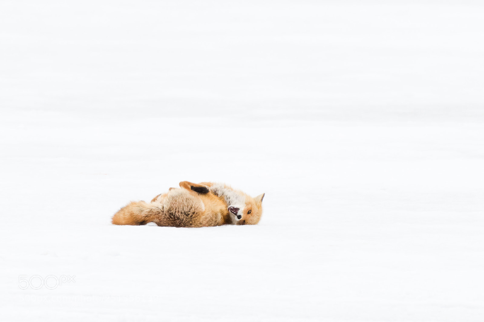 Nikon D500 sample photo. Fox playtime photography