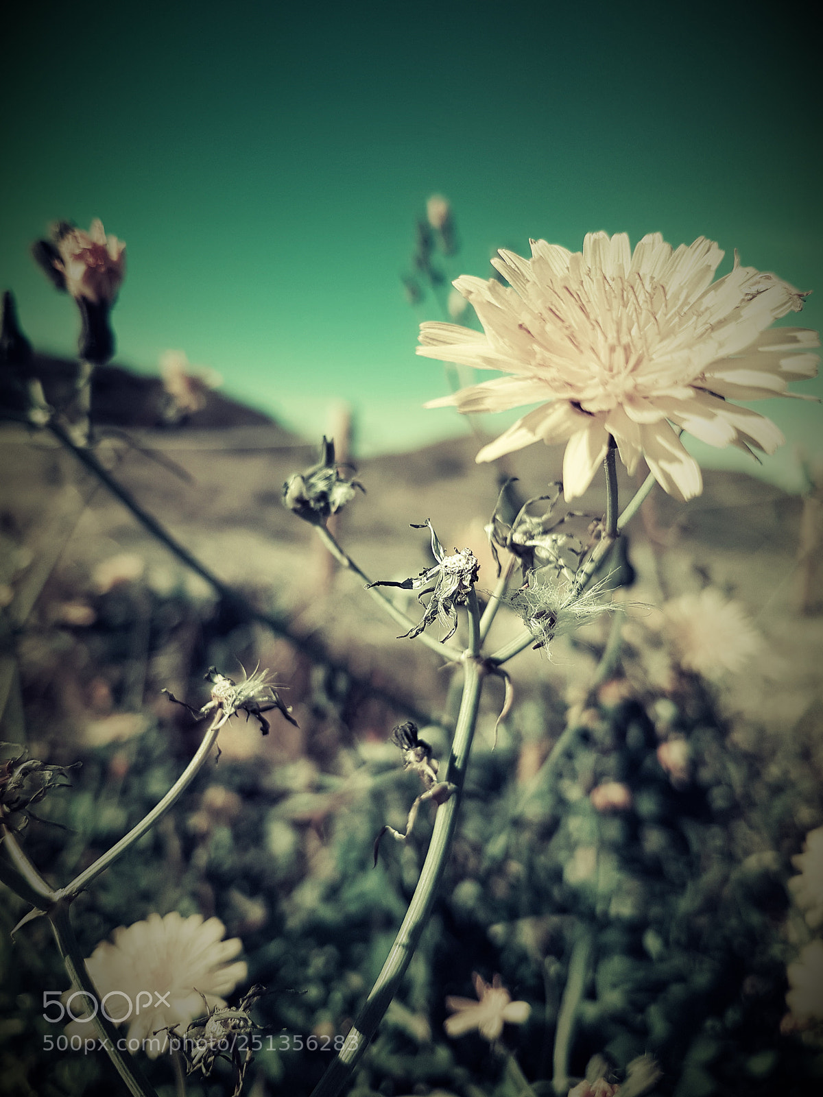 Samsung Galaxy S7 Edge sample photo. Flor photography