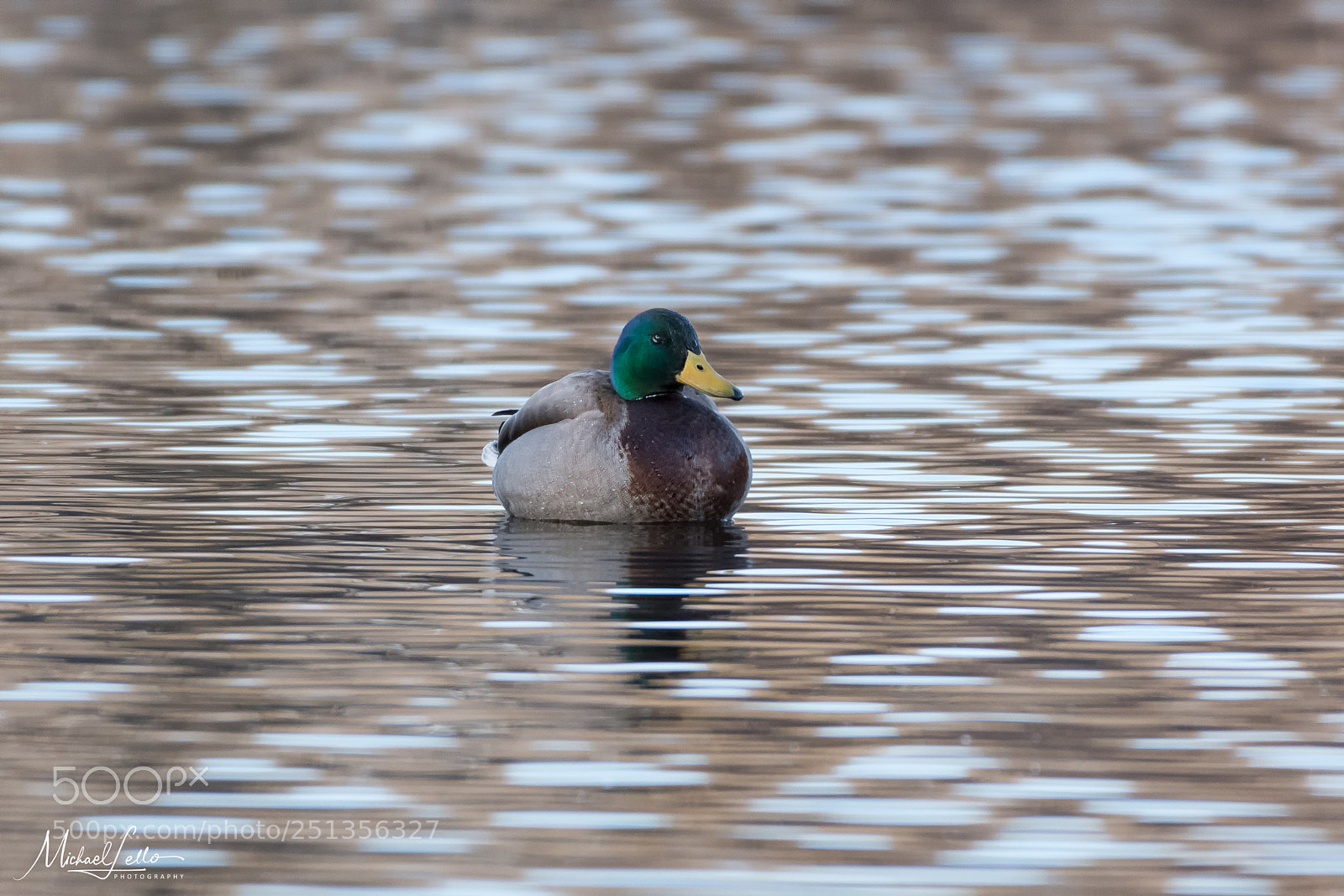 Nikon D500 sample photo. Mallard at sunset photography