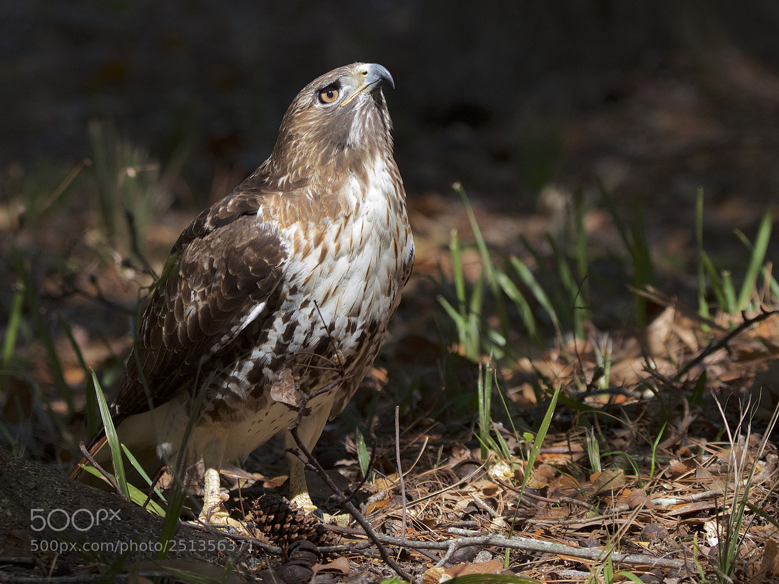 Canon EOS 7D sample photo. Red-tailed hawk on the photography