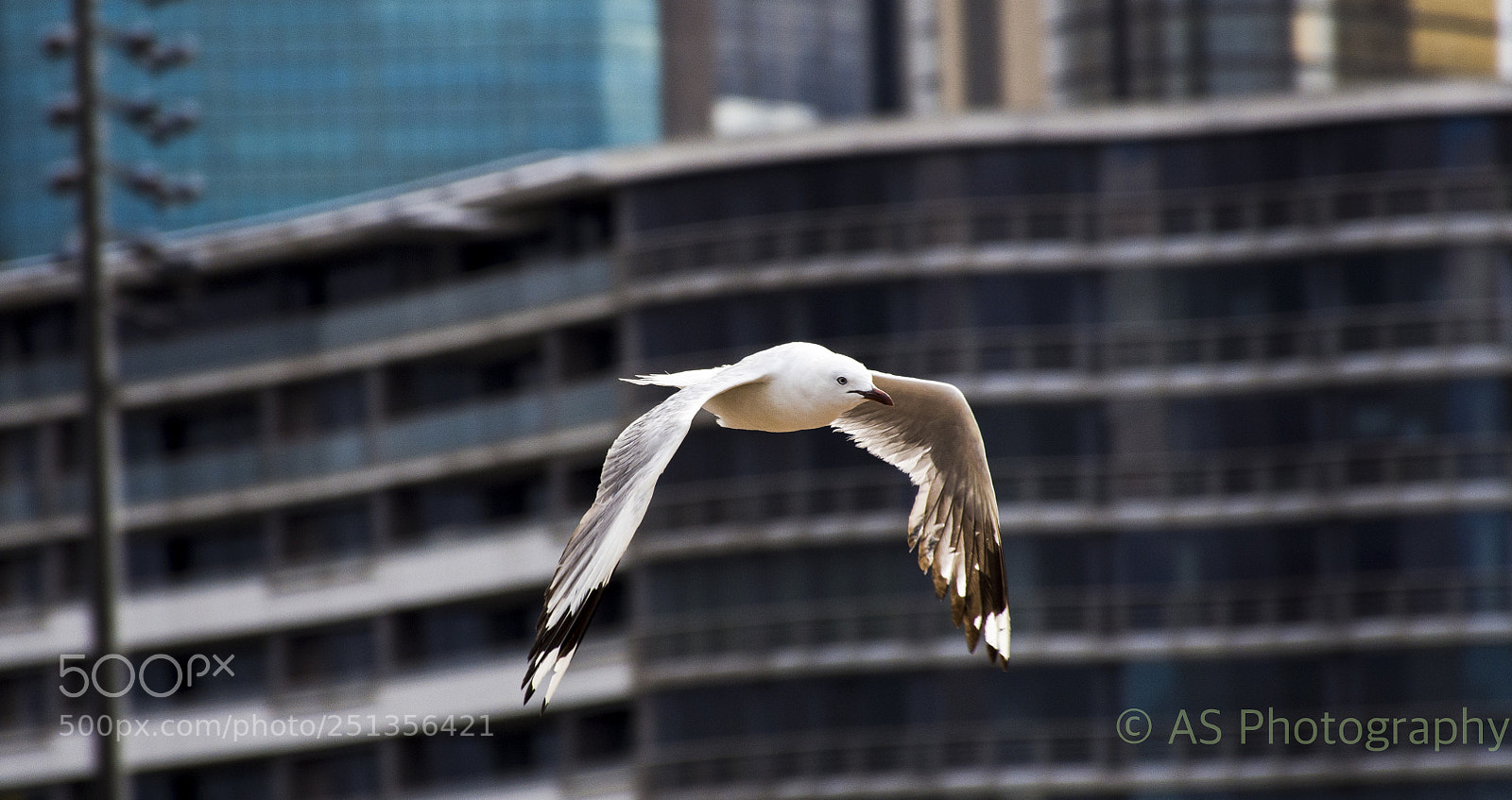 Nikon D7200 sample photo. Flying high photography