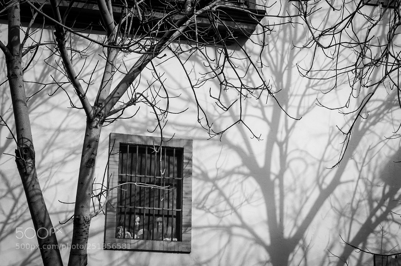 Nikon D300S sample photo. Trees, shadows, window and photography