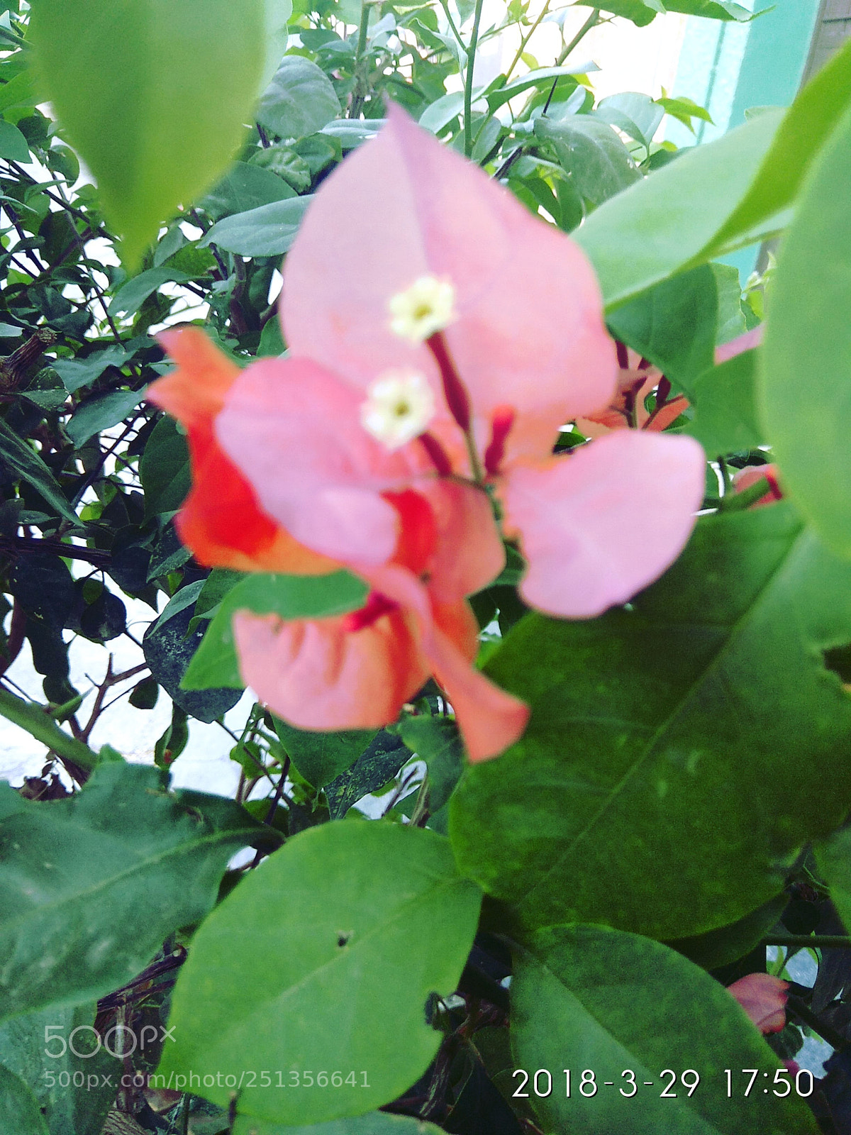 Xiaomi Redmi Note 4 sample photo. Untitled photography