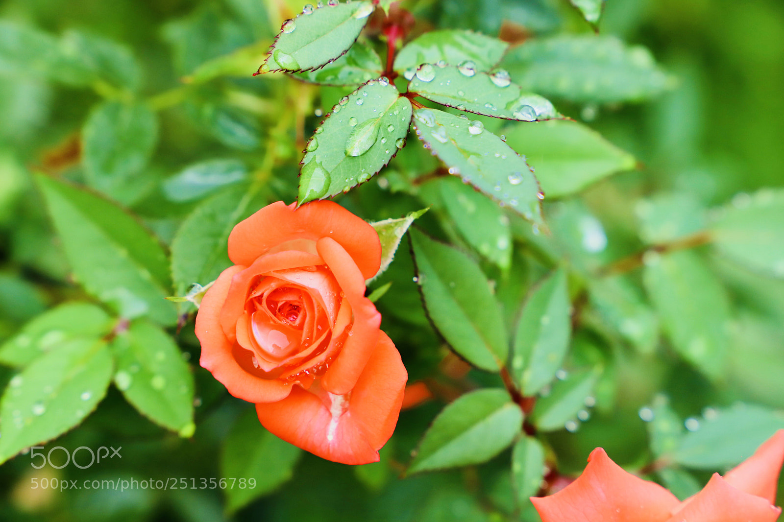 Canon EOS 6D Mark II sample photo. Drops of flower photography