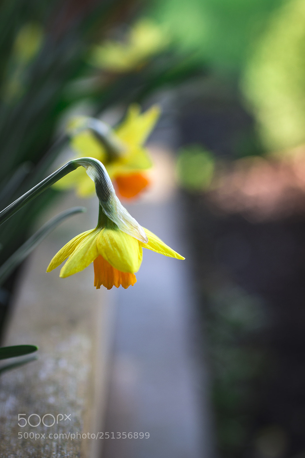 Canon EOS 70D sample photo. Spring daffodil photography