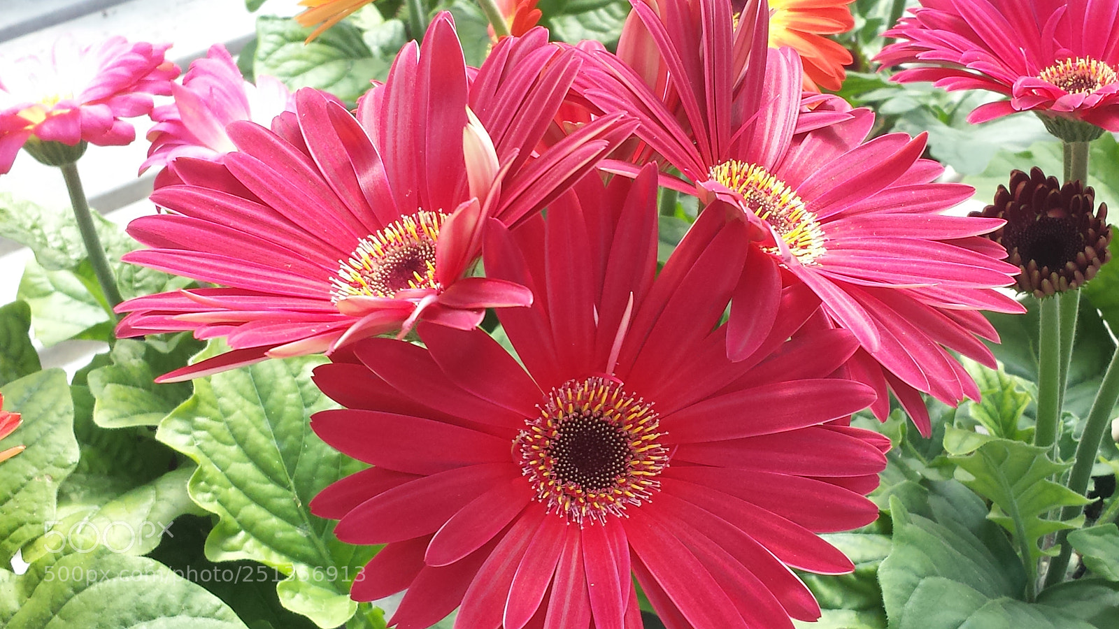Samsung Galaxy S4 sample photo. Three sisters photography