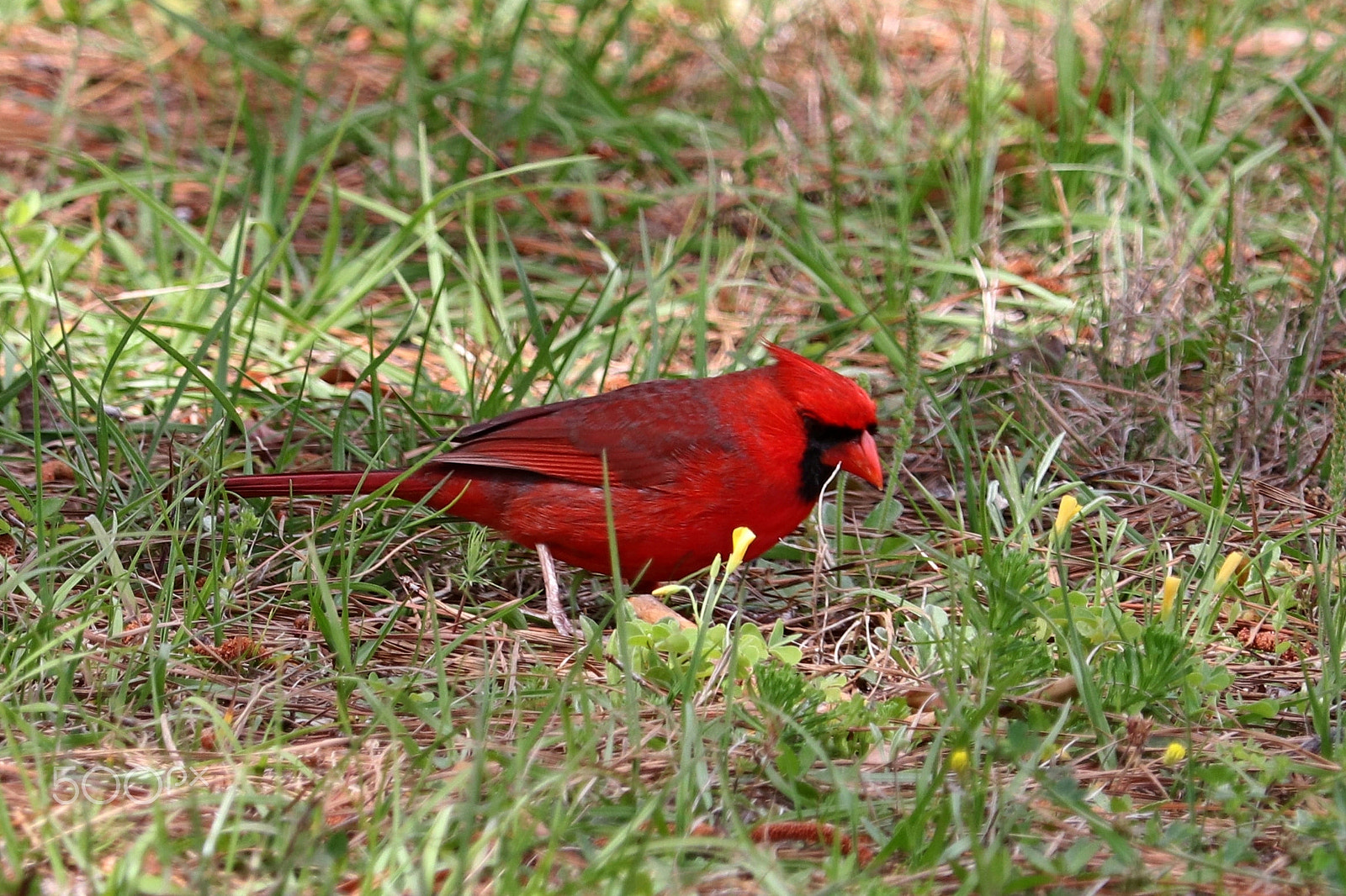 Canon EF 70-300 F4-5.6 IS II USM sample photo. Cardinal photography