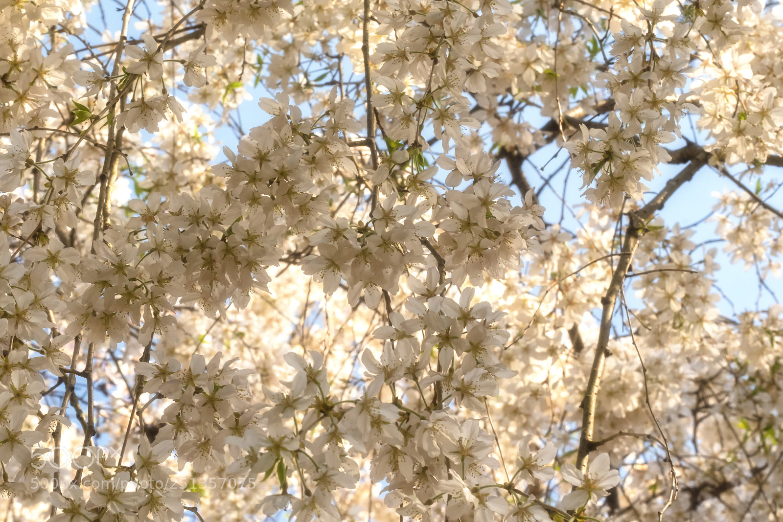 Fujifilm X-T2 sample photo. Soft photography