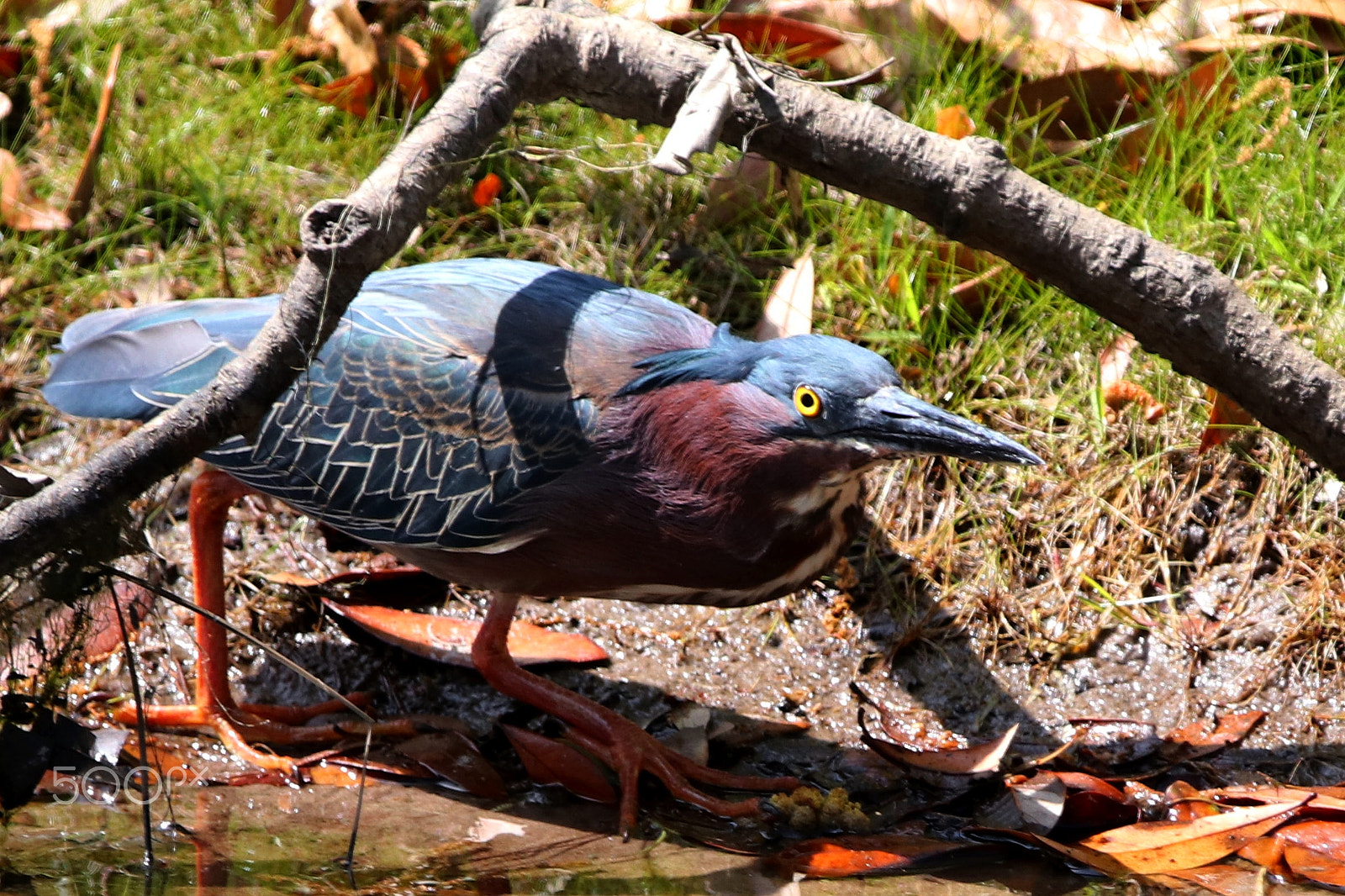 Sigma 150-600mm F5-6.3 DG OS HSM | C sample photo. Green herron photography