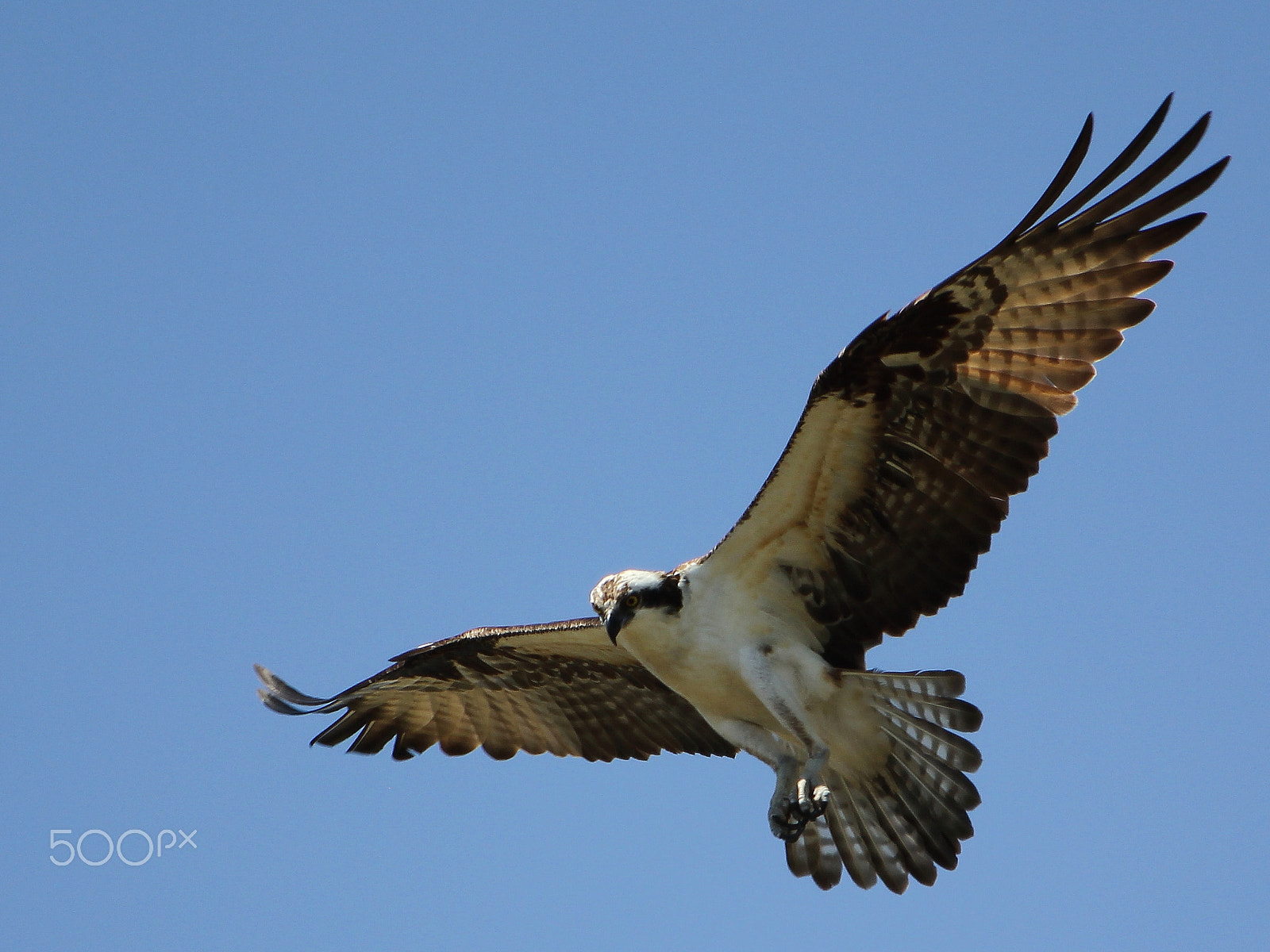 Canon EF 70-300 F4-5.6 IS II USM sample photo. Osprey photography