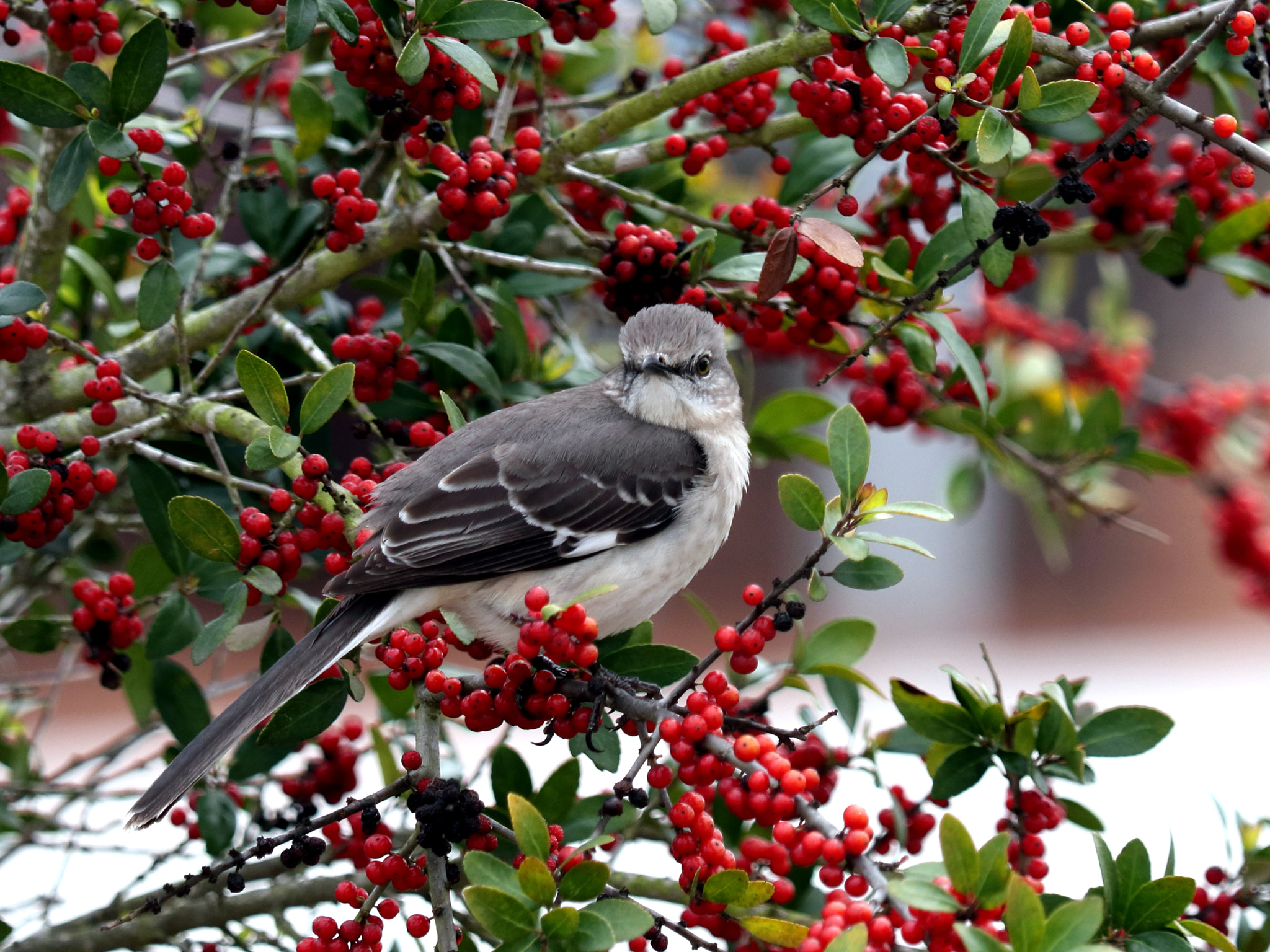 Canon EF 70-300 F4-5.6 IS II USM sample photo. Grey kingbird photography