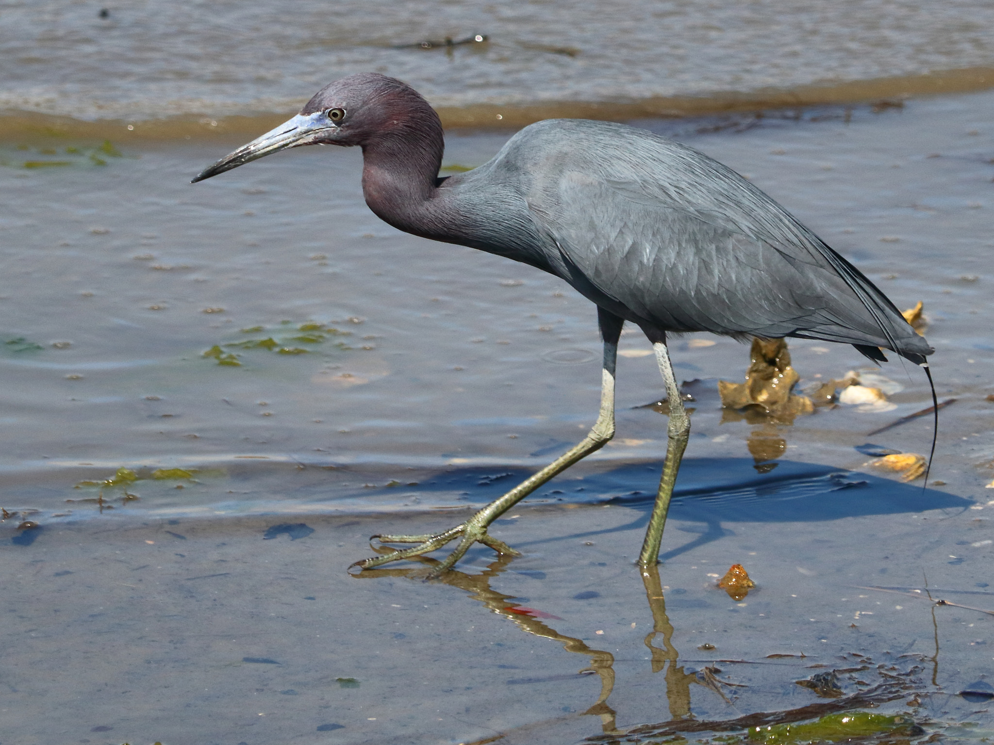Canon EF 70-300 F4-5.6 IS II USM sample photo. Littl eblue herron photography