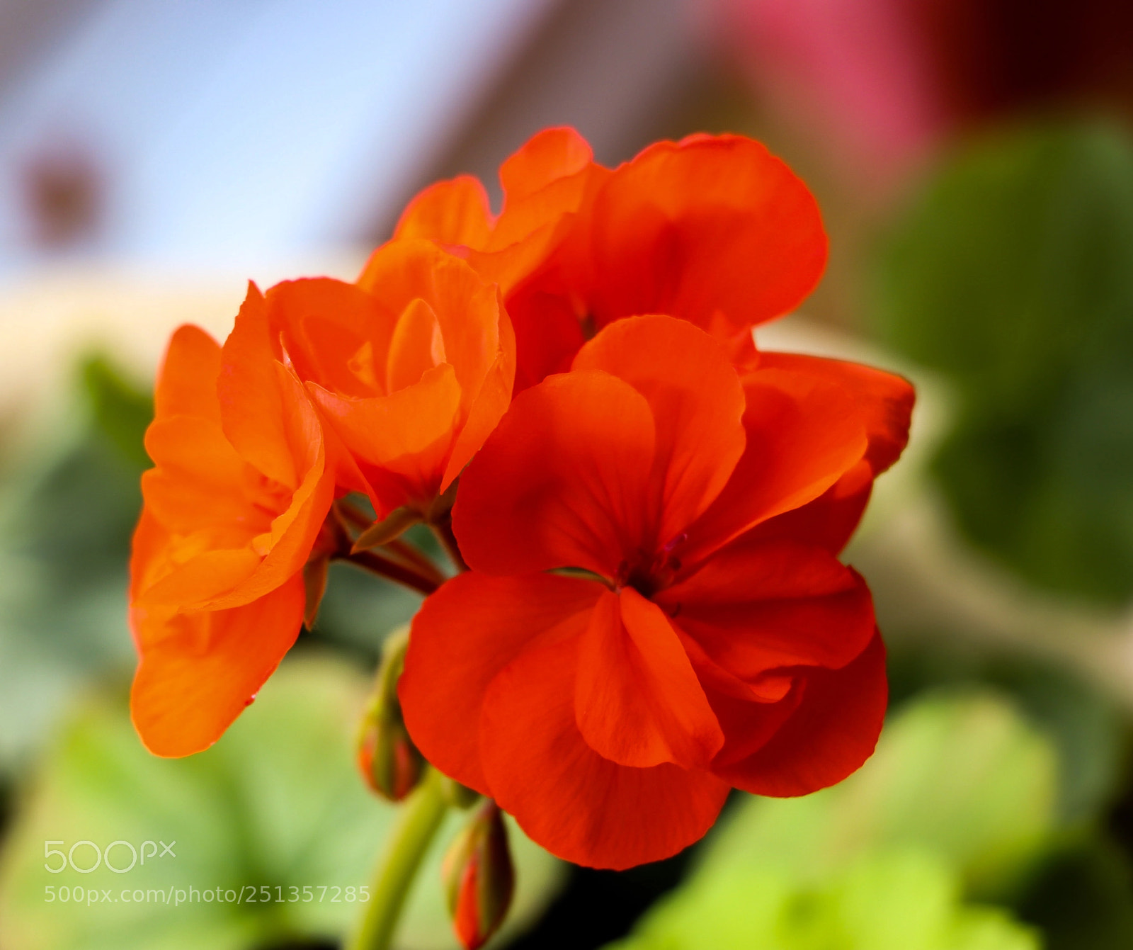 Canon EOS 800D (EOS Rebel T7i / EOS Kiss X9i) sample photo. Geranium photography