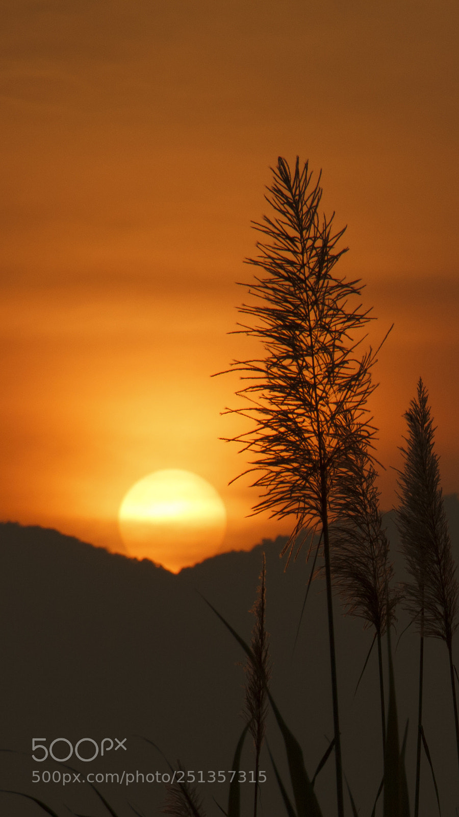 Canon EOS 550D (EOS Rebel T2i / EOS Kiss X4) sample photo. Pampas grass on the photography