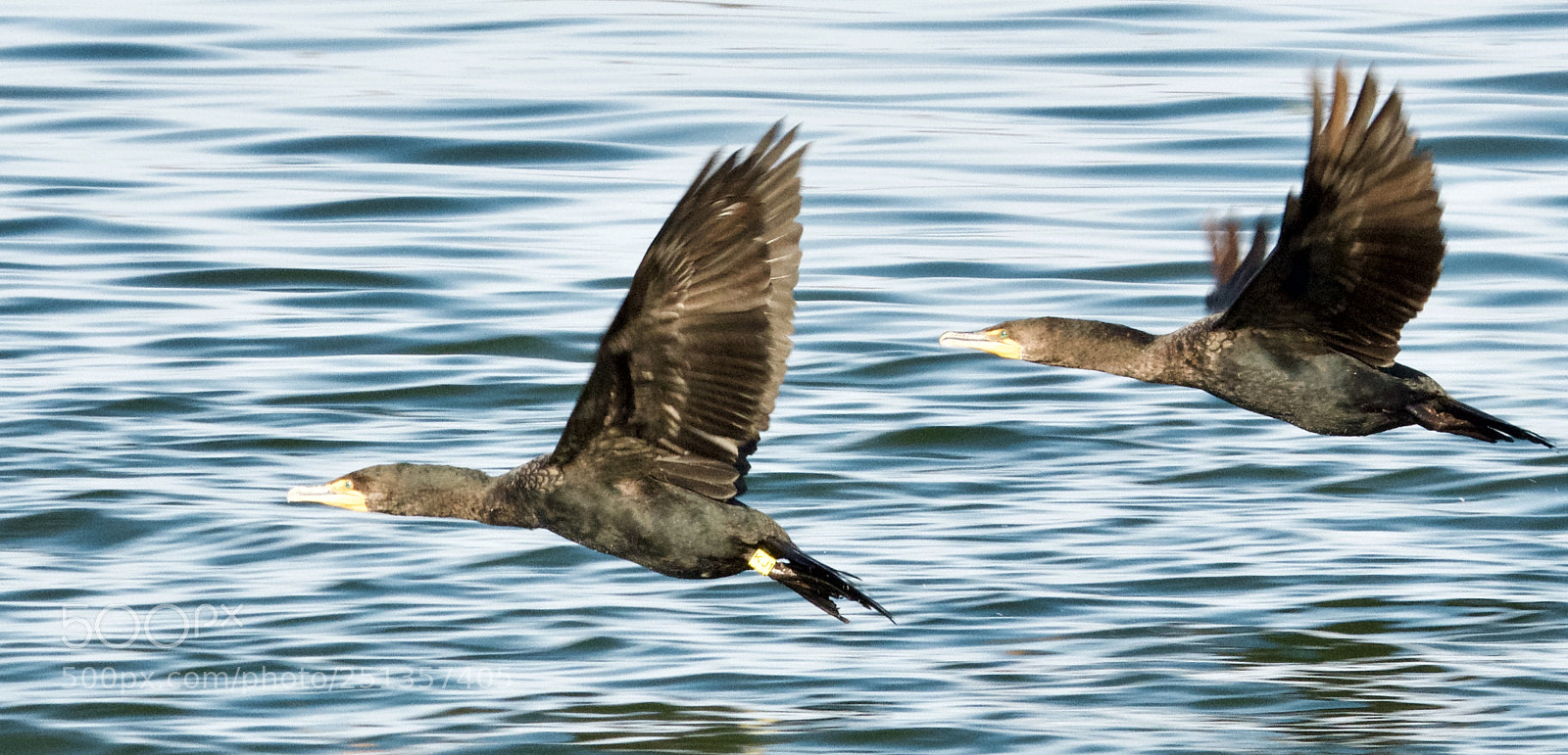 Nikon D7100 sample photo. Fullsizeoutput c photography