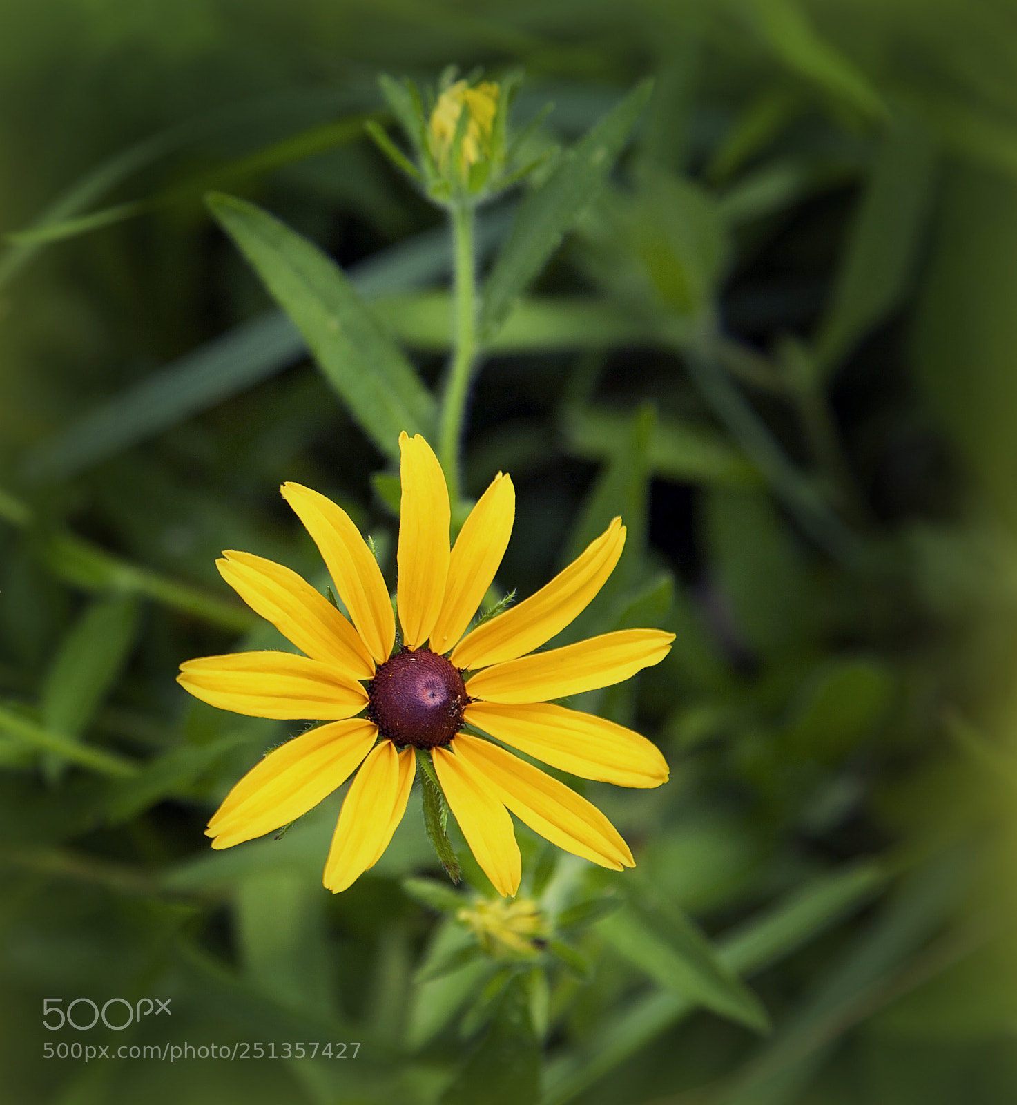 Canon EOS 5D Mark II sample photo. Img photography