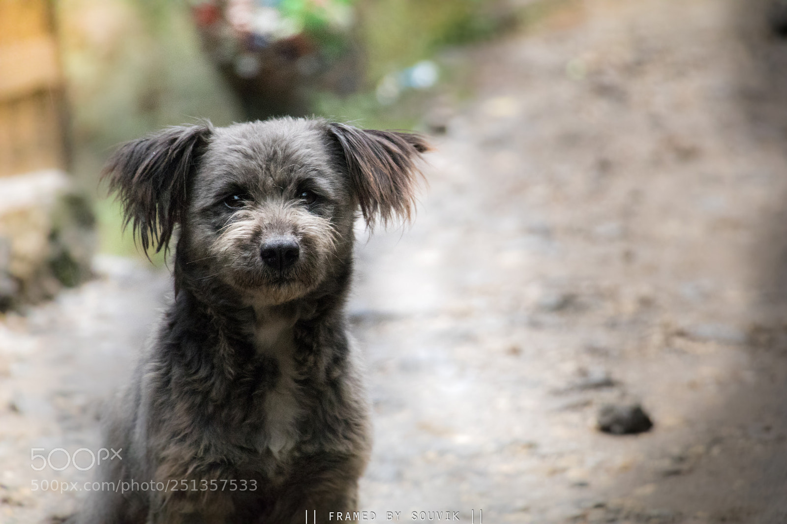 Canon EOS 80D sample photo. Street dog photography