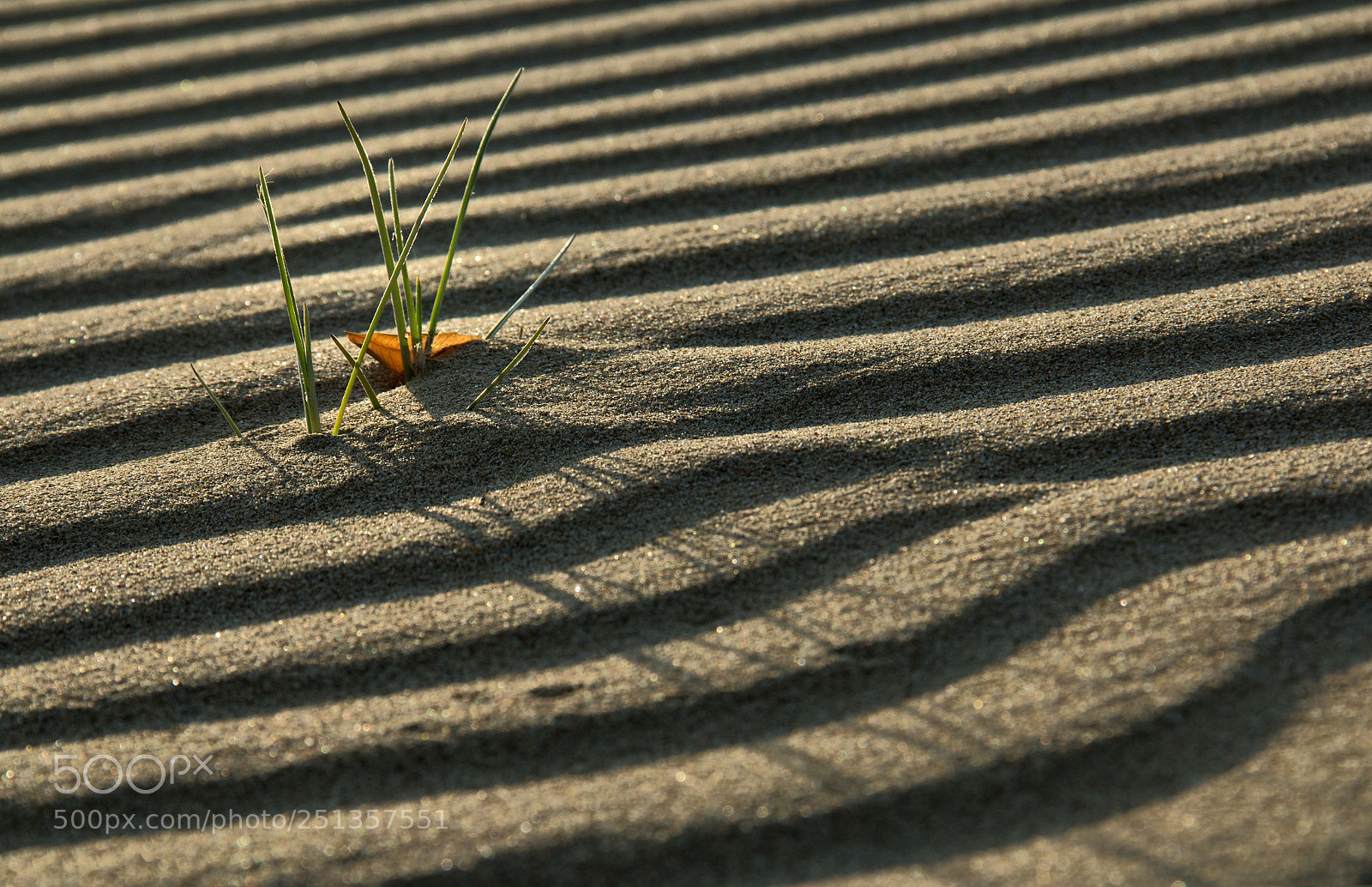 Canon EOS 70D sample photo. Grass on the sand photography