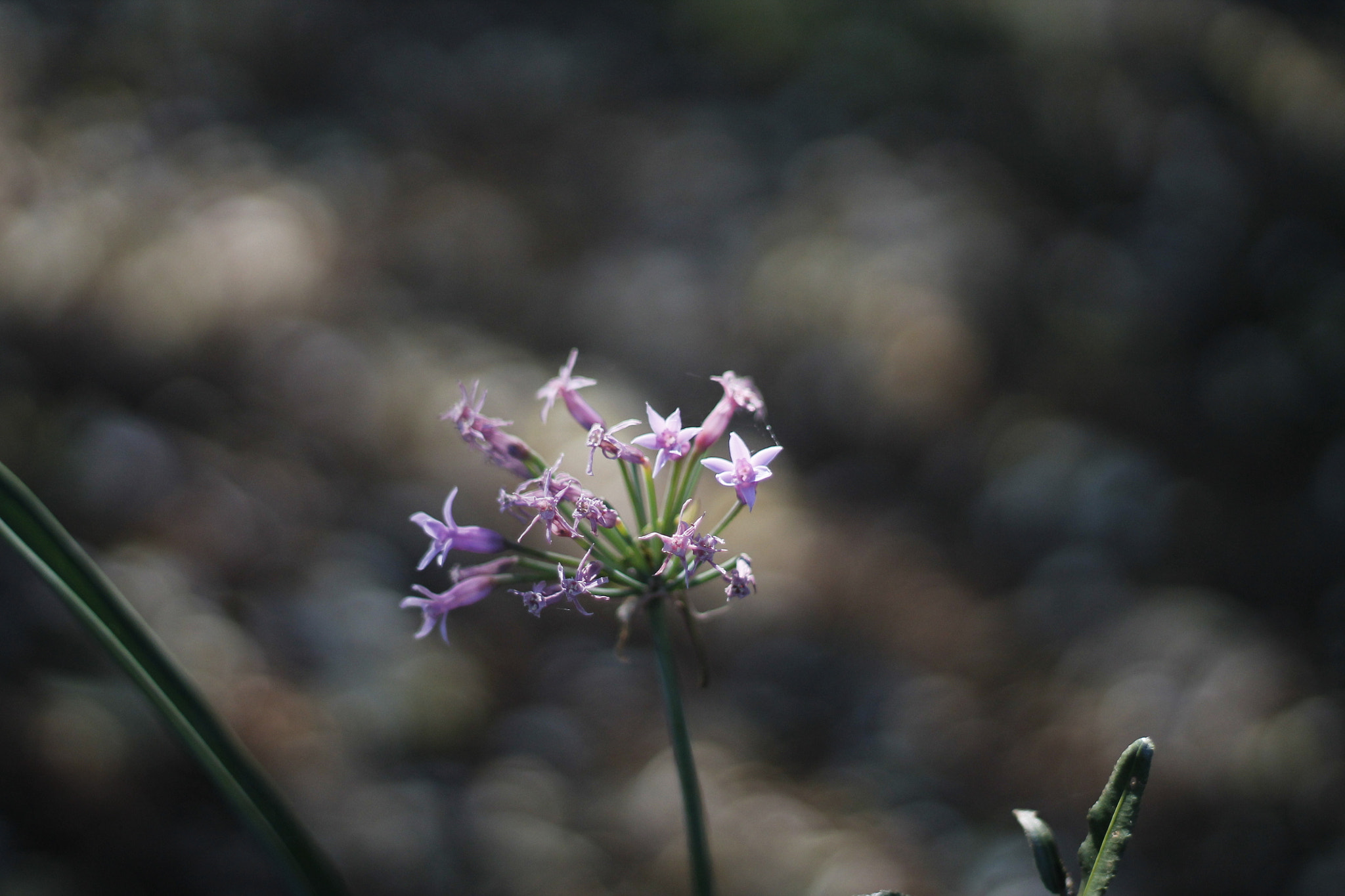 Canon EOS 1100D (EOS Rebel T3 / EOS Kiss X50) + Canon EF 50mm F1.8 II sample photo. Beautiful flower photography