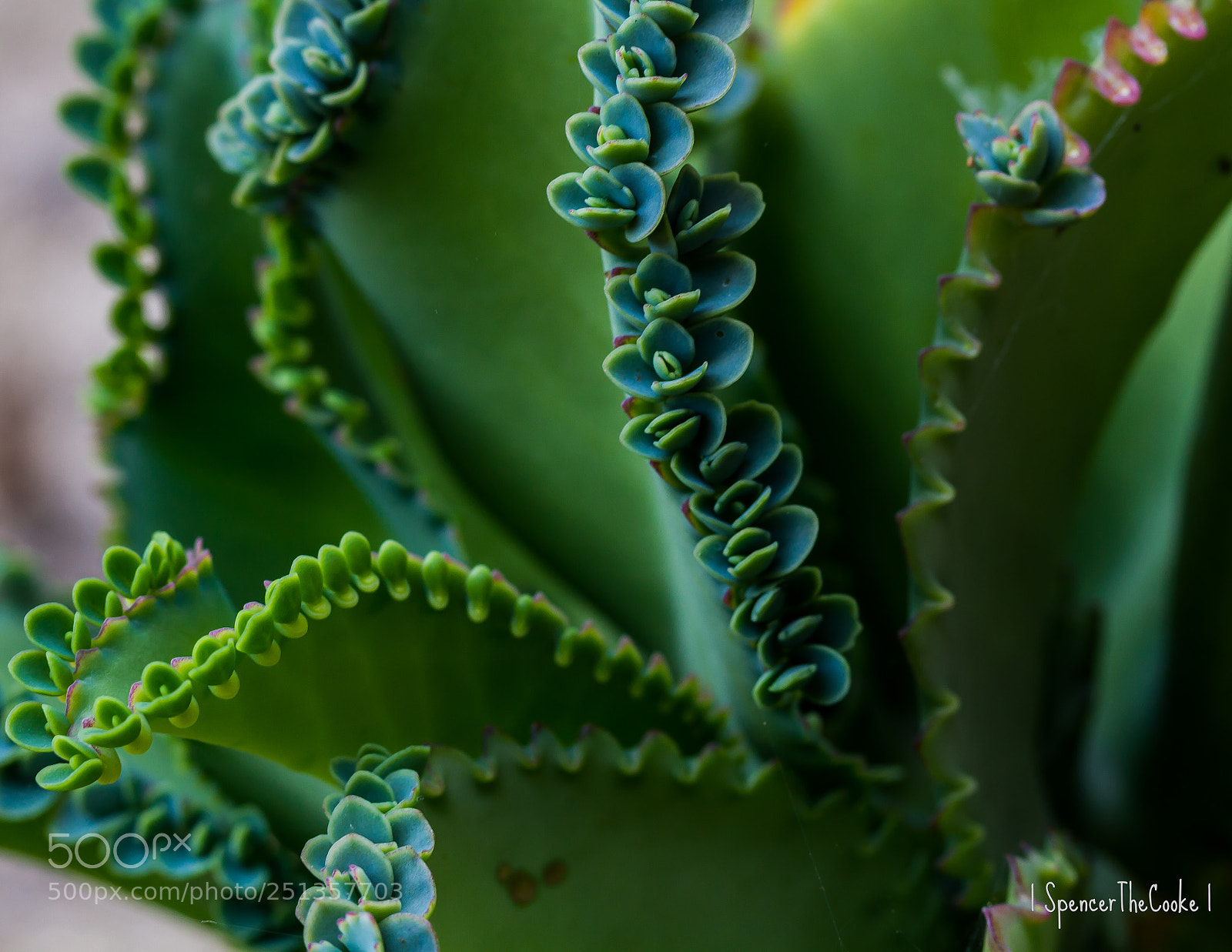 Canon EOS 7D sample photo. The textures photography
