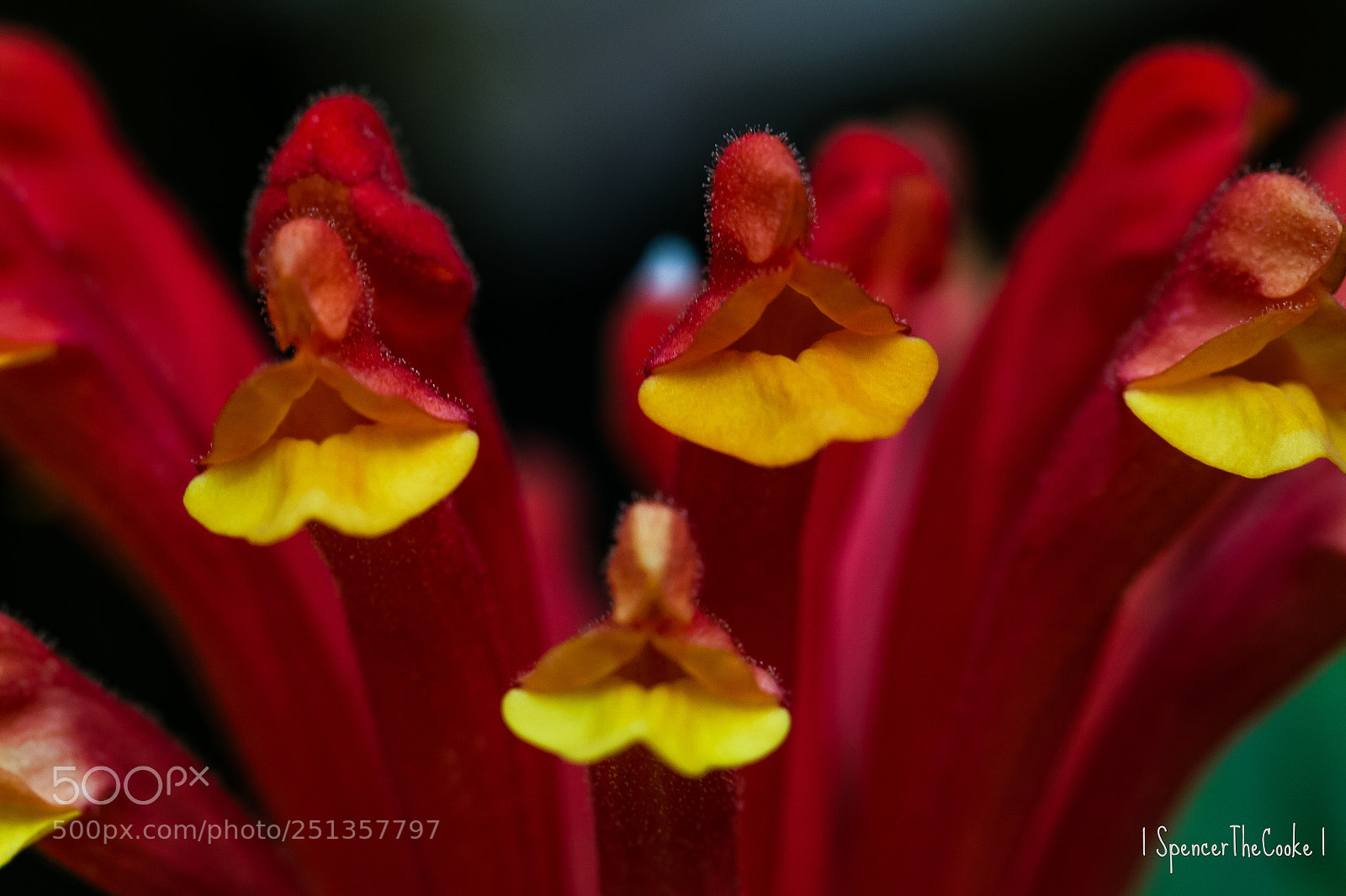 Canon EOS 7D sample photo. The pucker plant photography