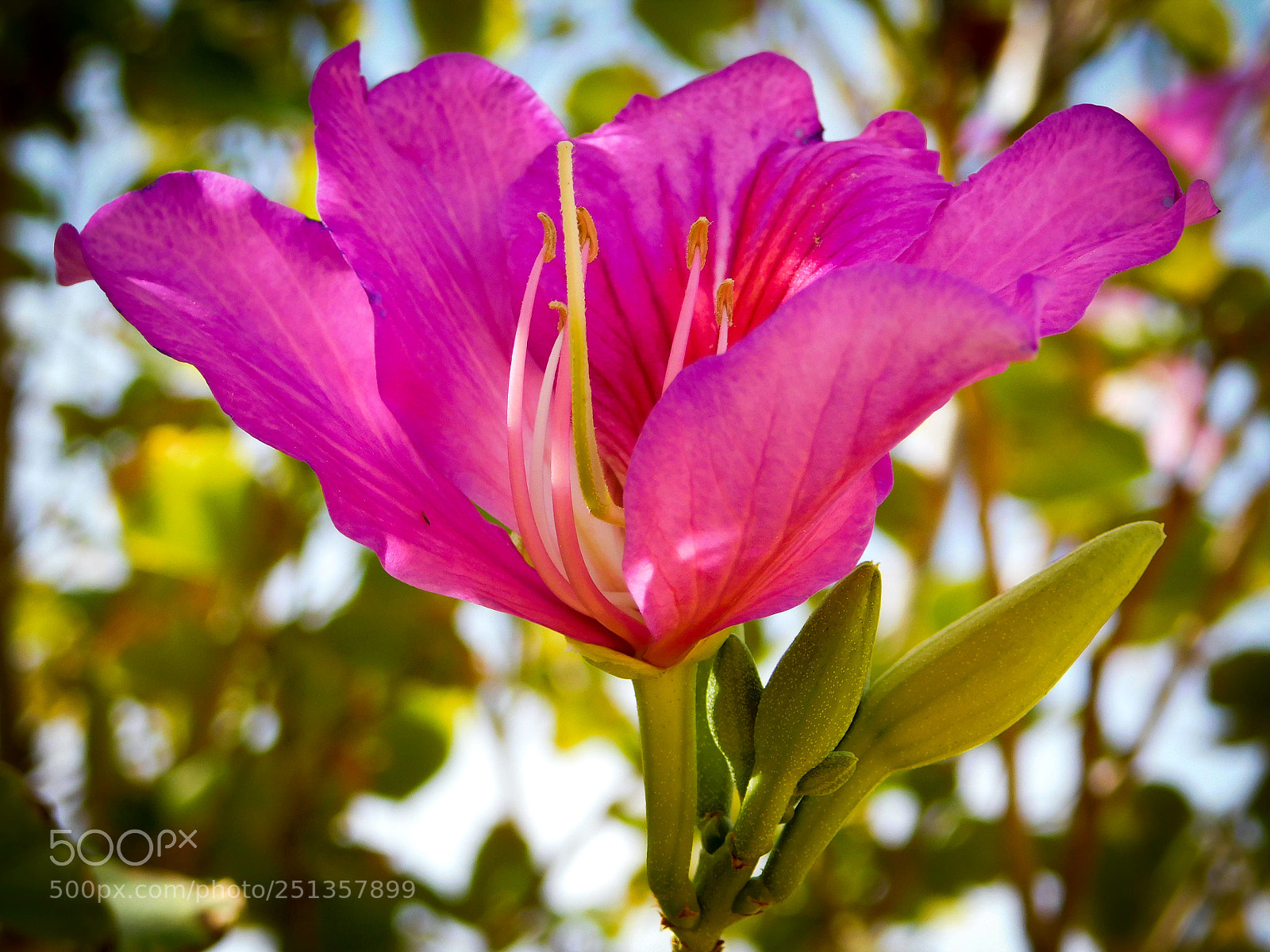 Nikon Coolpix B500 sample photo. Bauhinia iv photography