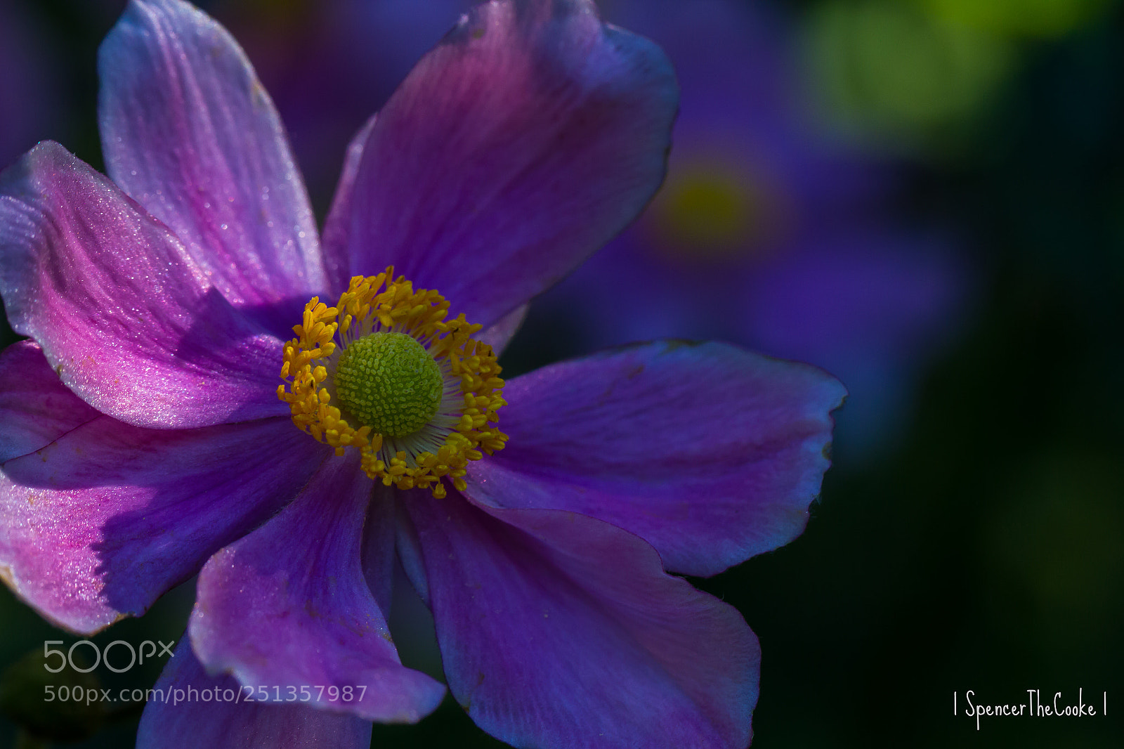 Canon EOS 7D sample photo. A kiss of light photography