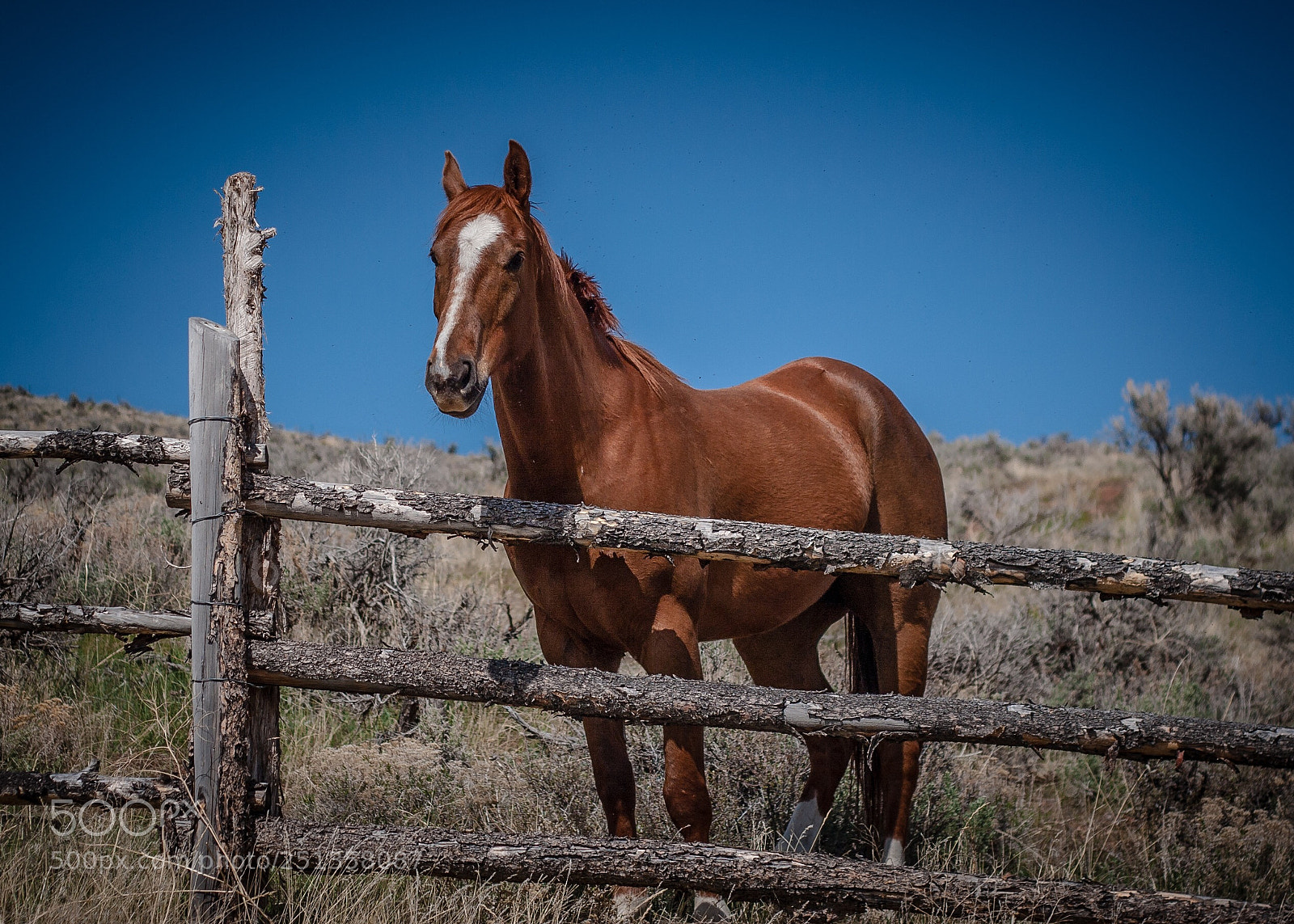 Canon EOS 20D sample photo. Horse with no name photography