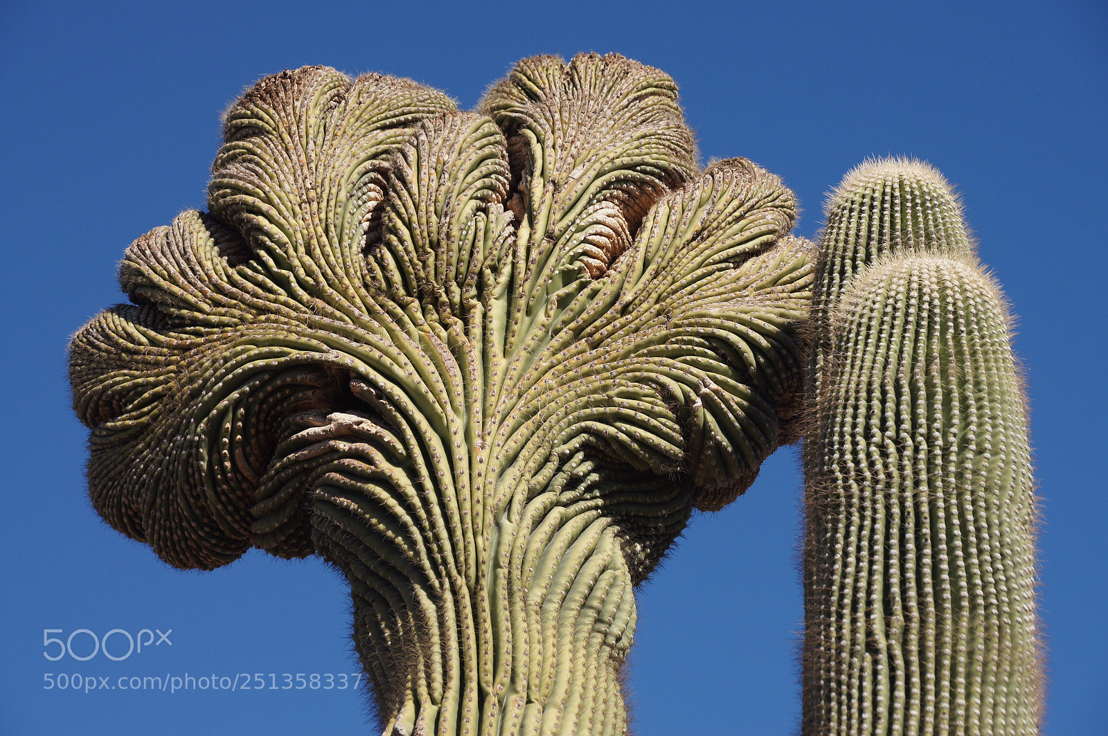 Sony SLT-A55 (SLT-A55V) sample photo. The desert palms photography