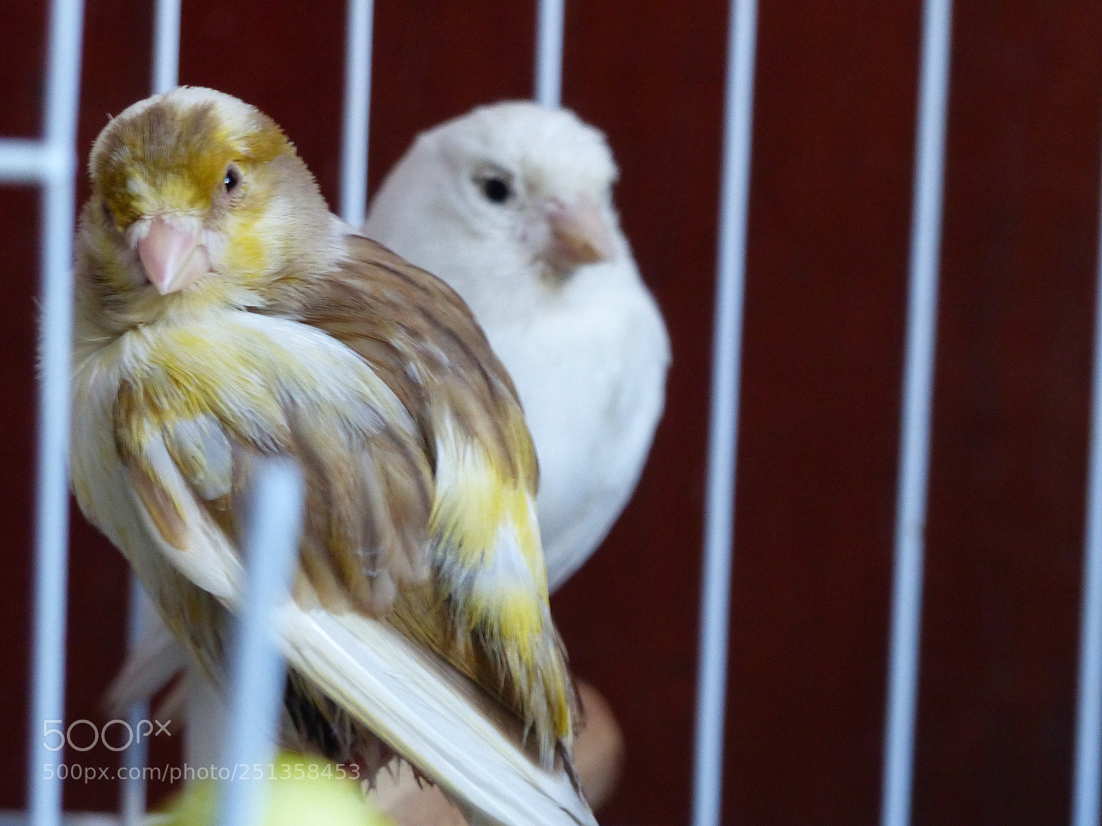 Panasonic Lumix DMC-FZ200 sample photo. P photography
