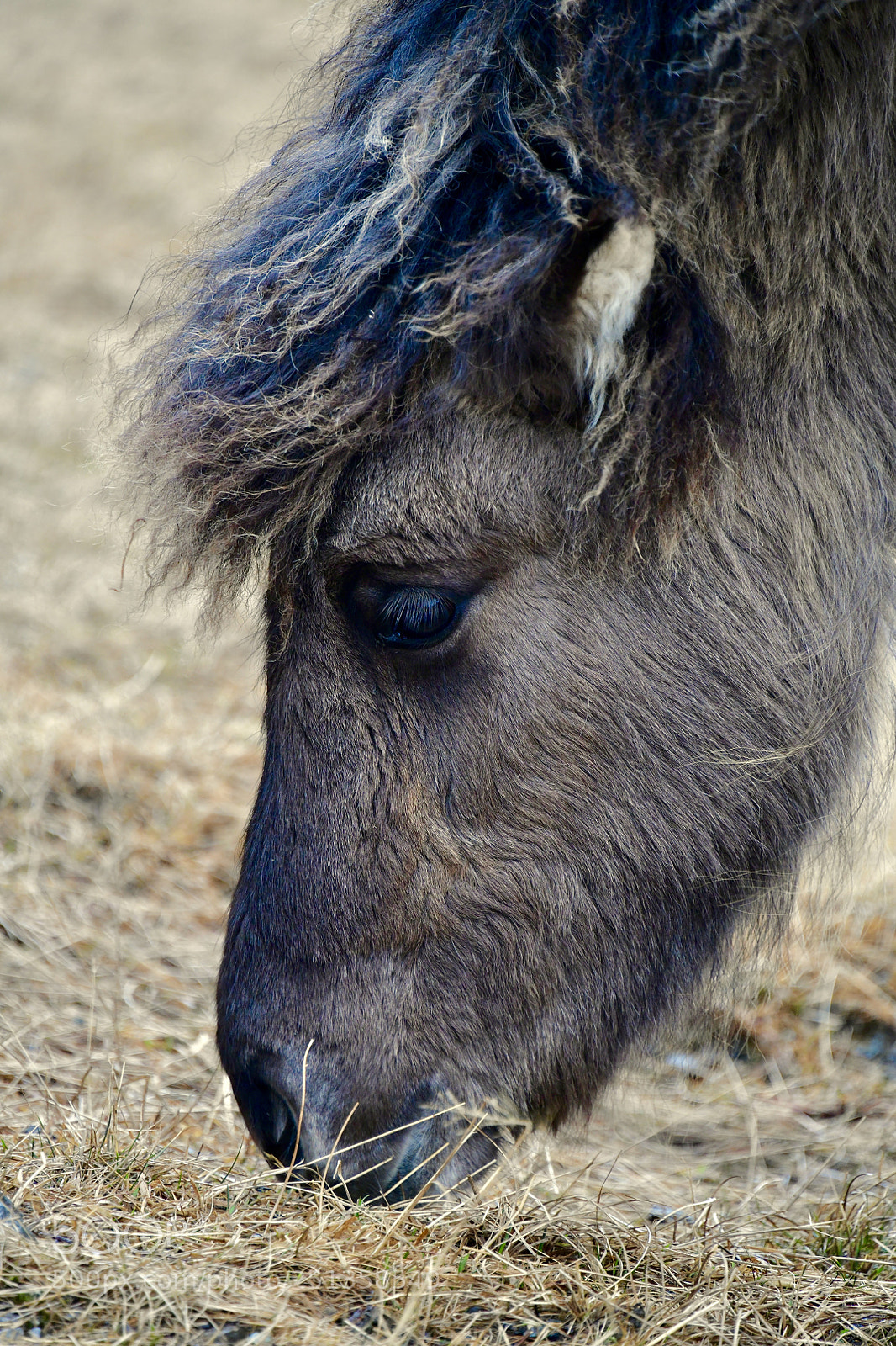 Nikon D850 sample photo. Horse of iceland  photography