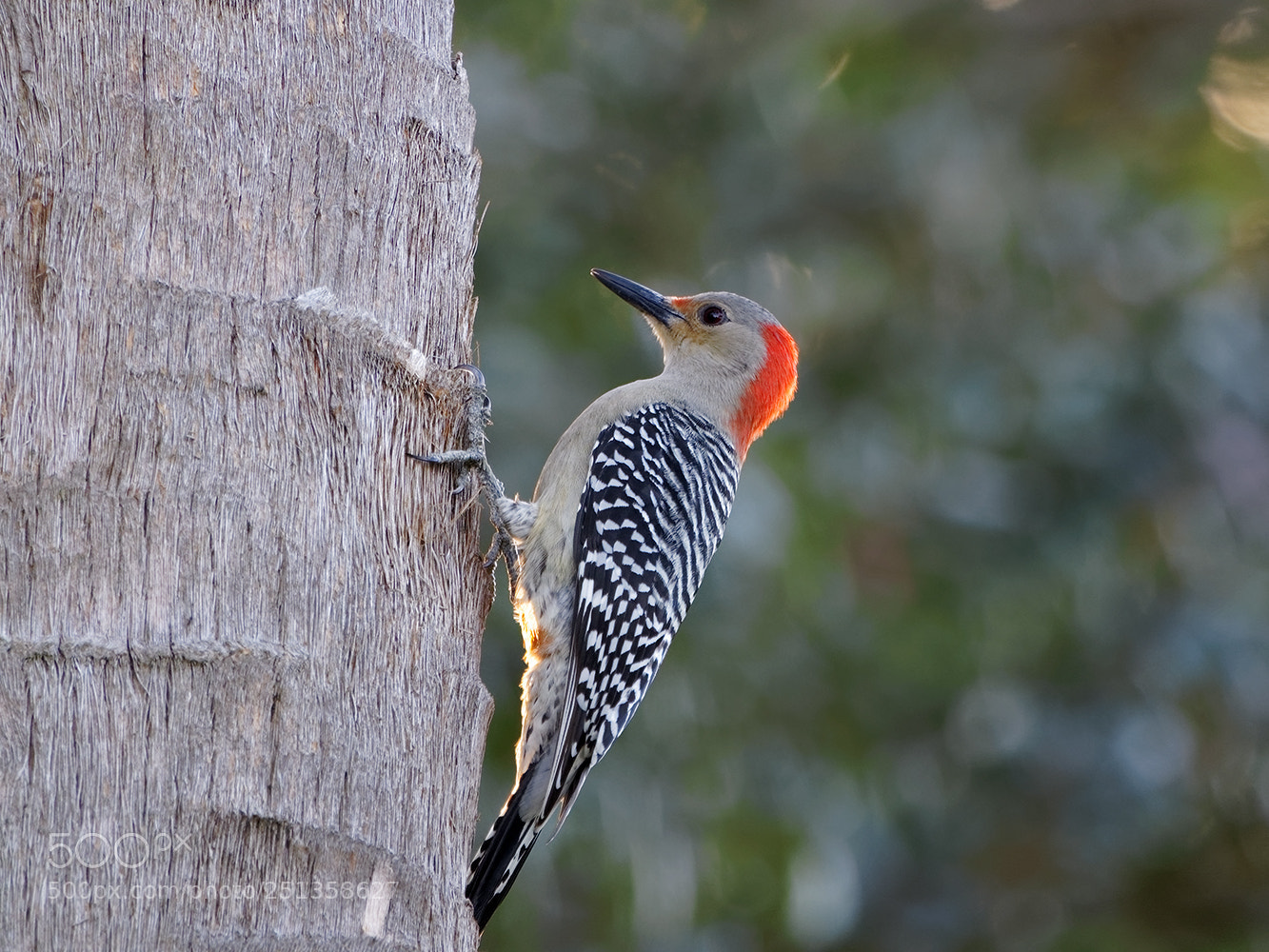 Sony Cyber-shot DSC-RX10 III sample photo. Red-bellied woodpecker on tree photography