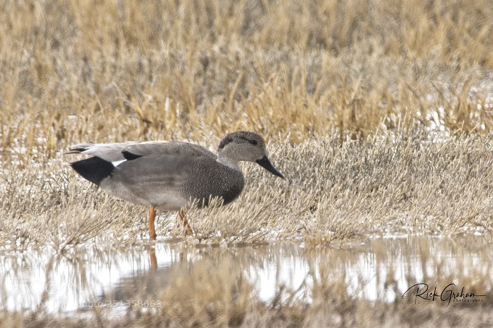 Canon EOS 80D sample photo. A gadwall seeking out photography