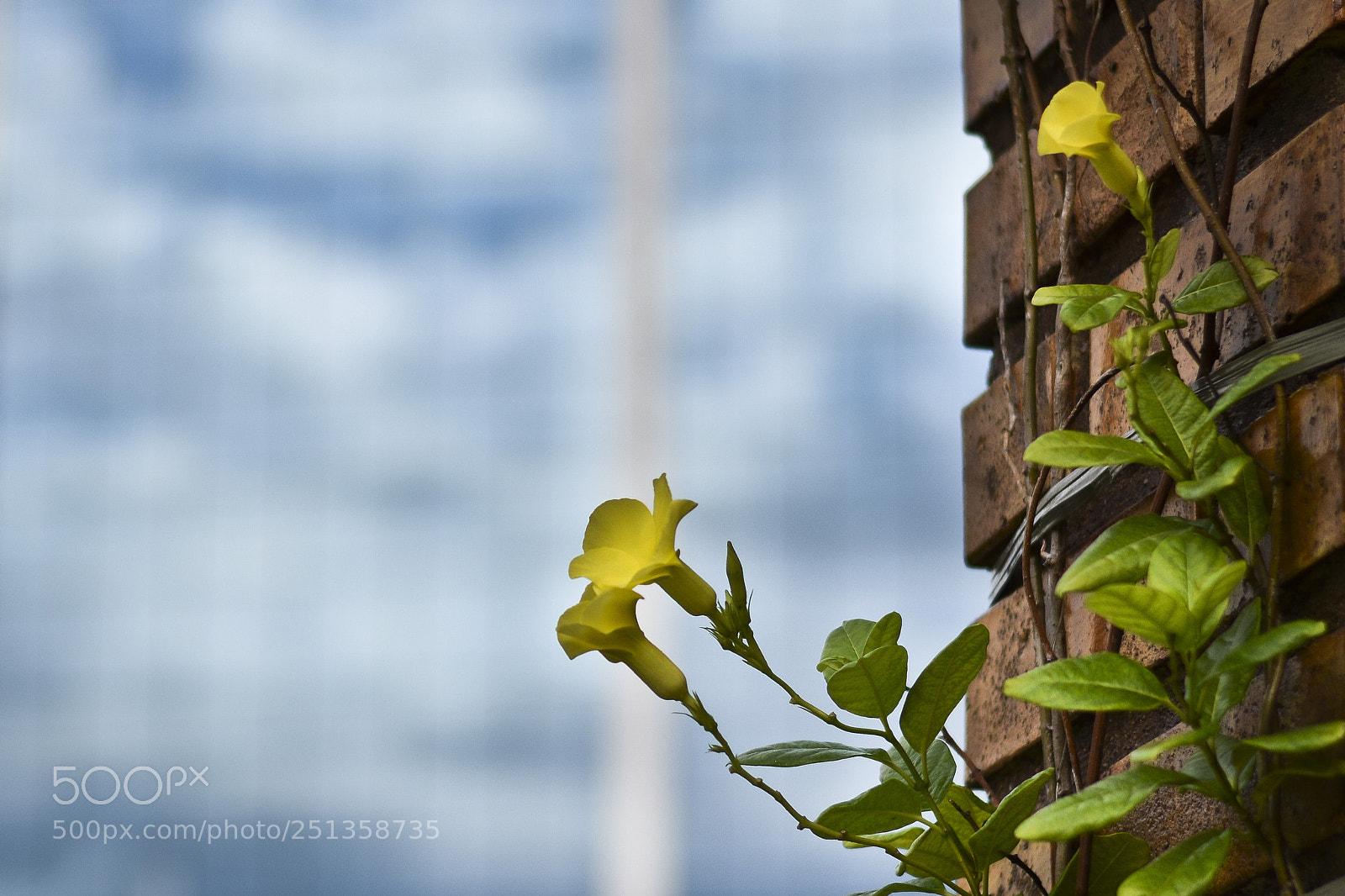 Nikon D5300 sample photo. Untitled photography