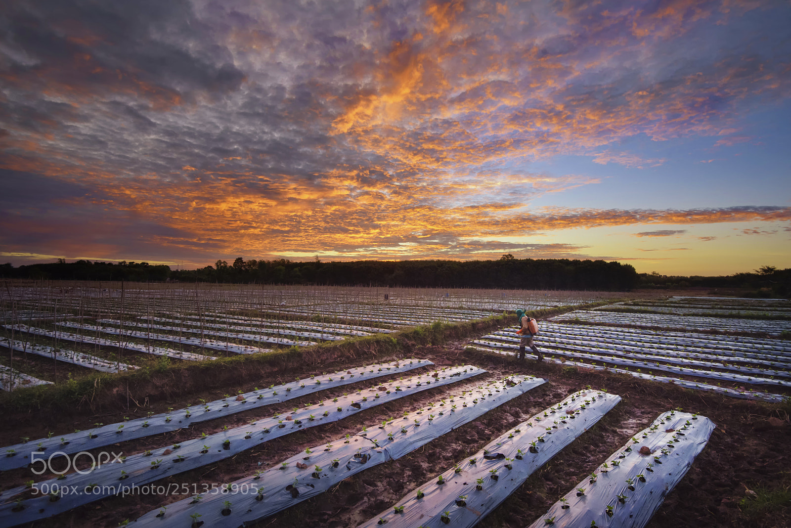 Nikon D750 sample photo. The farmer are spraying photography