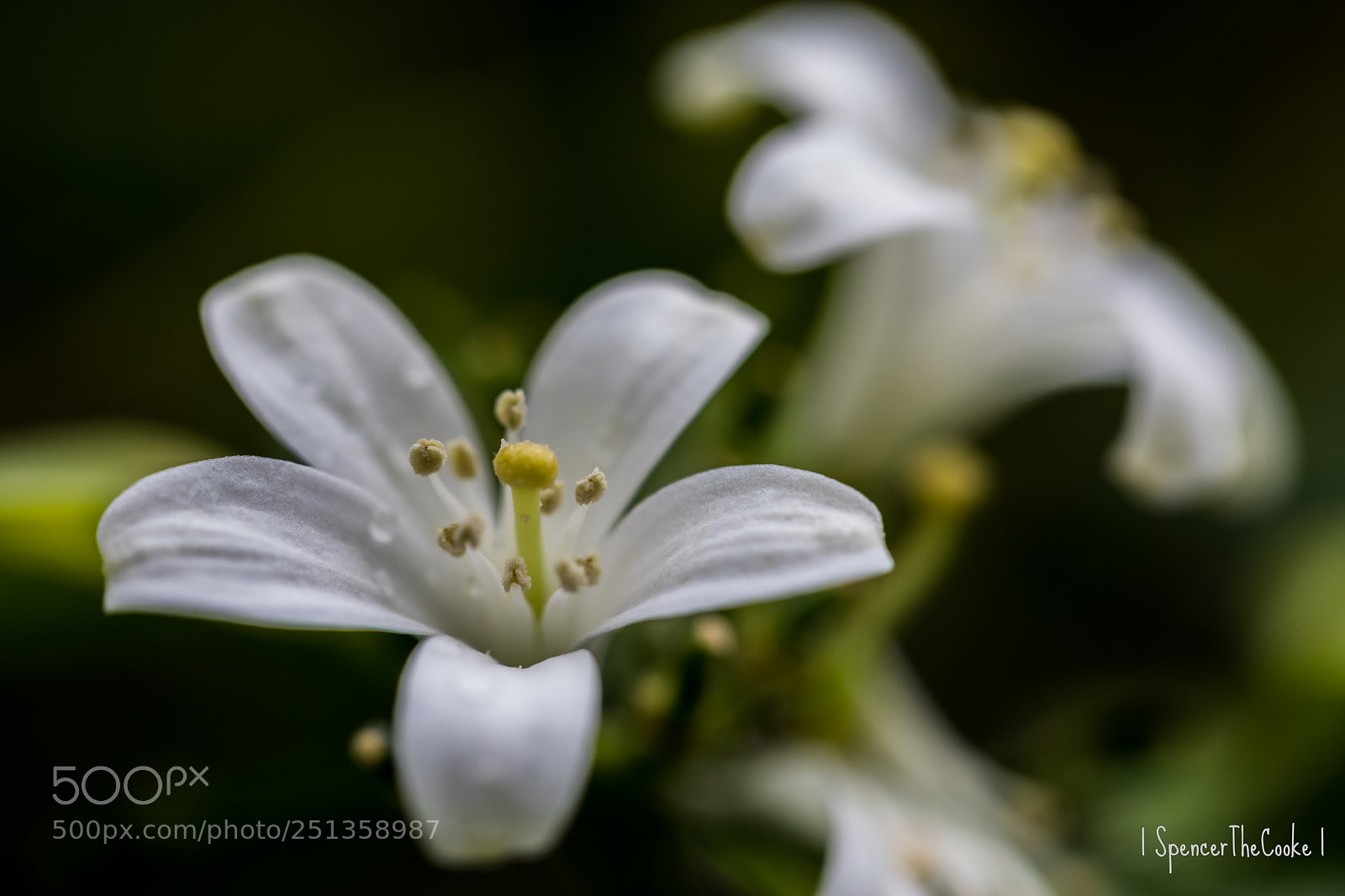 Canon EOS 5D Mark IV sample photo. Bokeh bloom photography