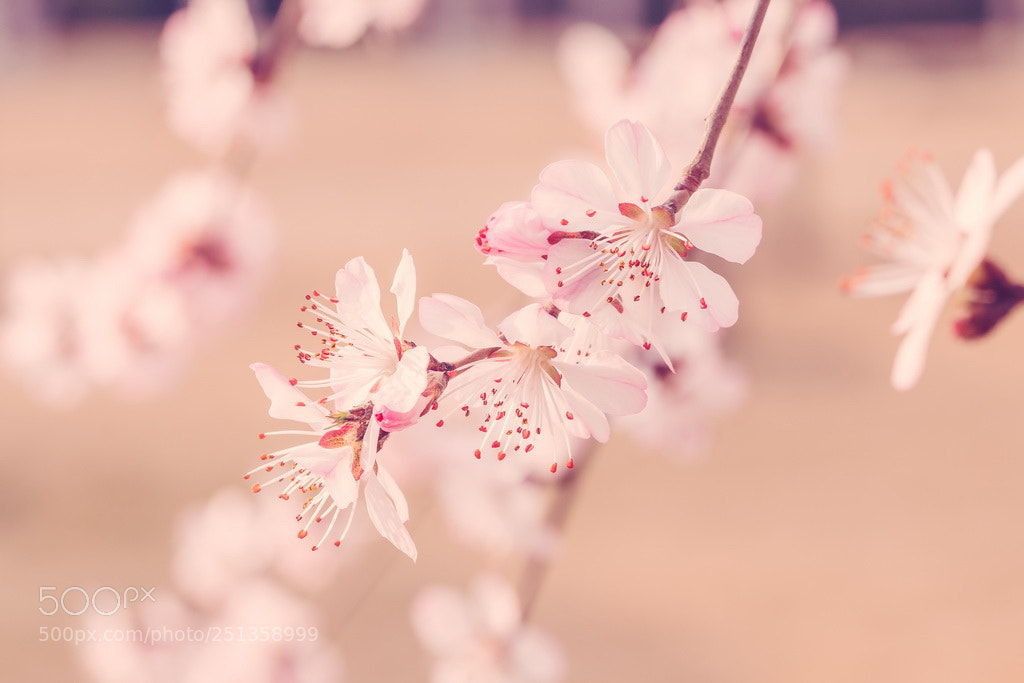 Canon EOS 70D sample photo. Spring photography