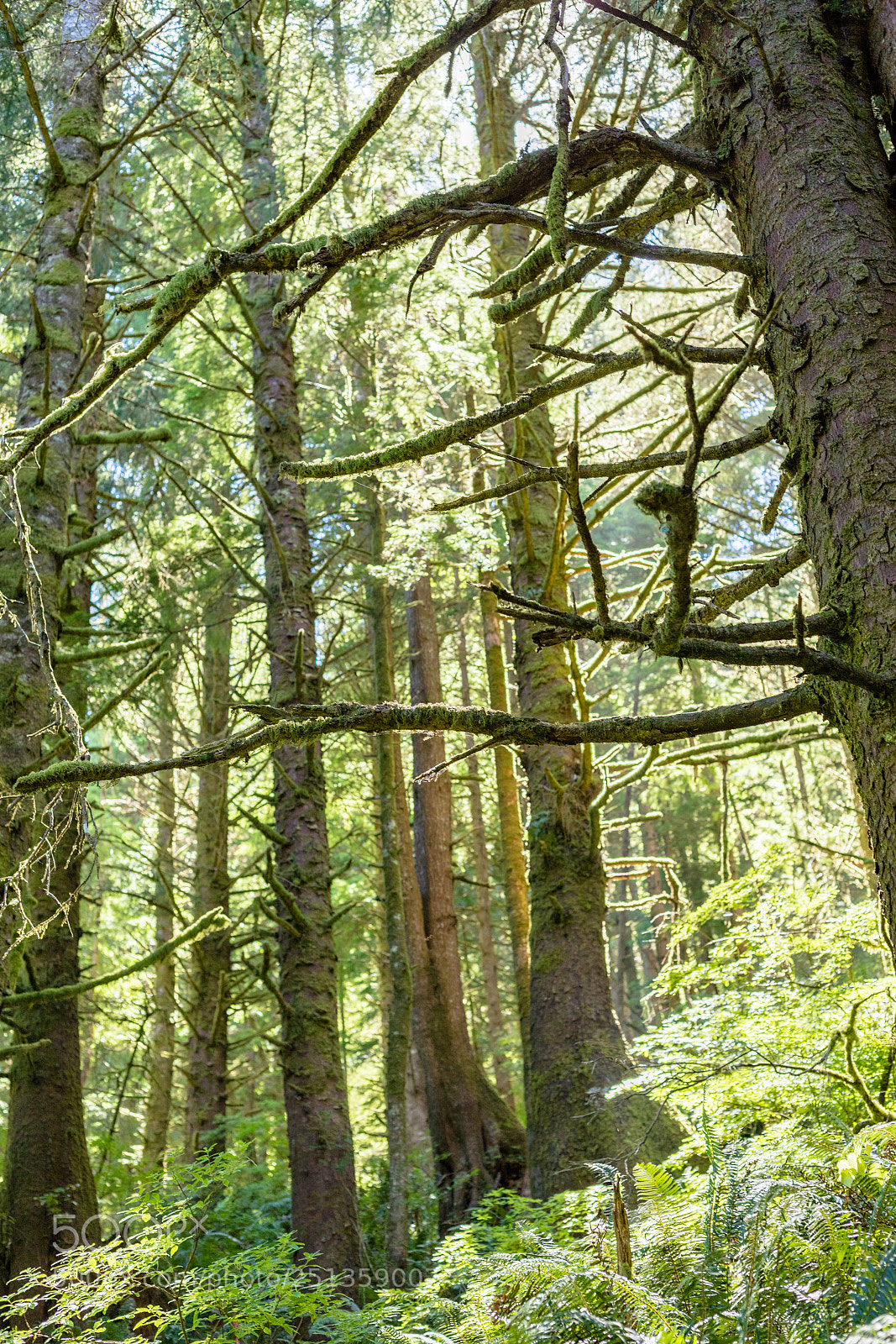 Canon EOS 5D Mark IV sample photo. The trees photography