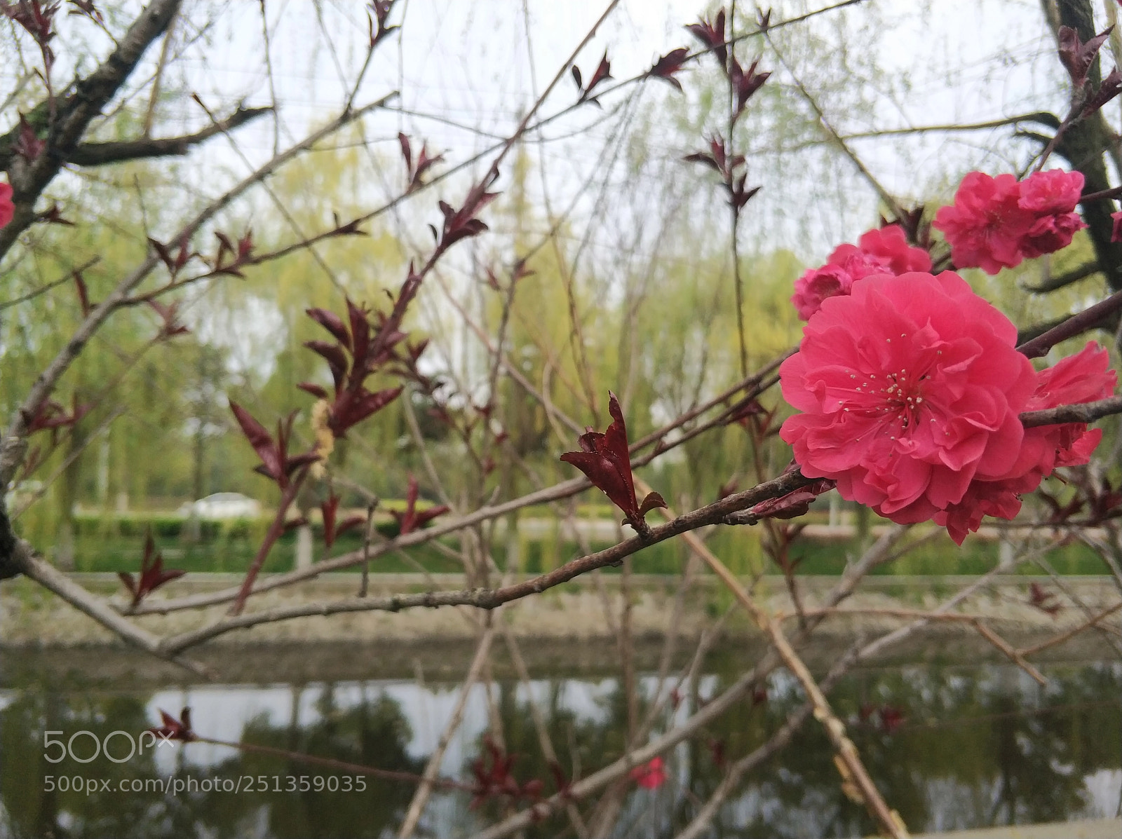Xiaomi MI6 sample photo. Flower3 photography