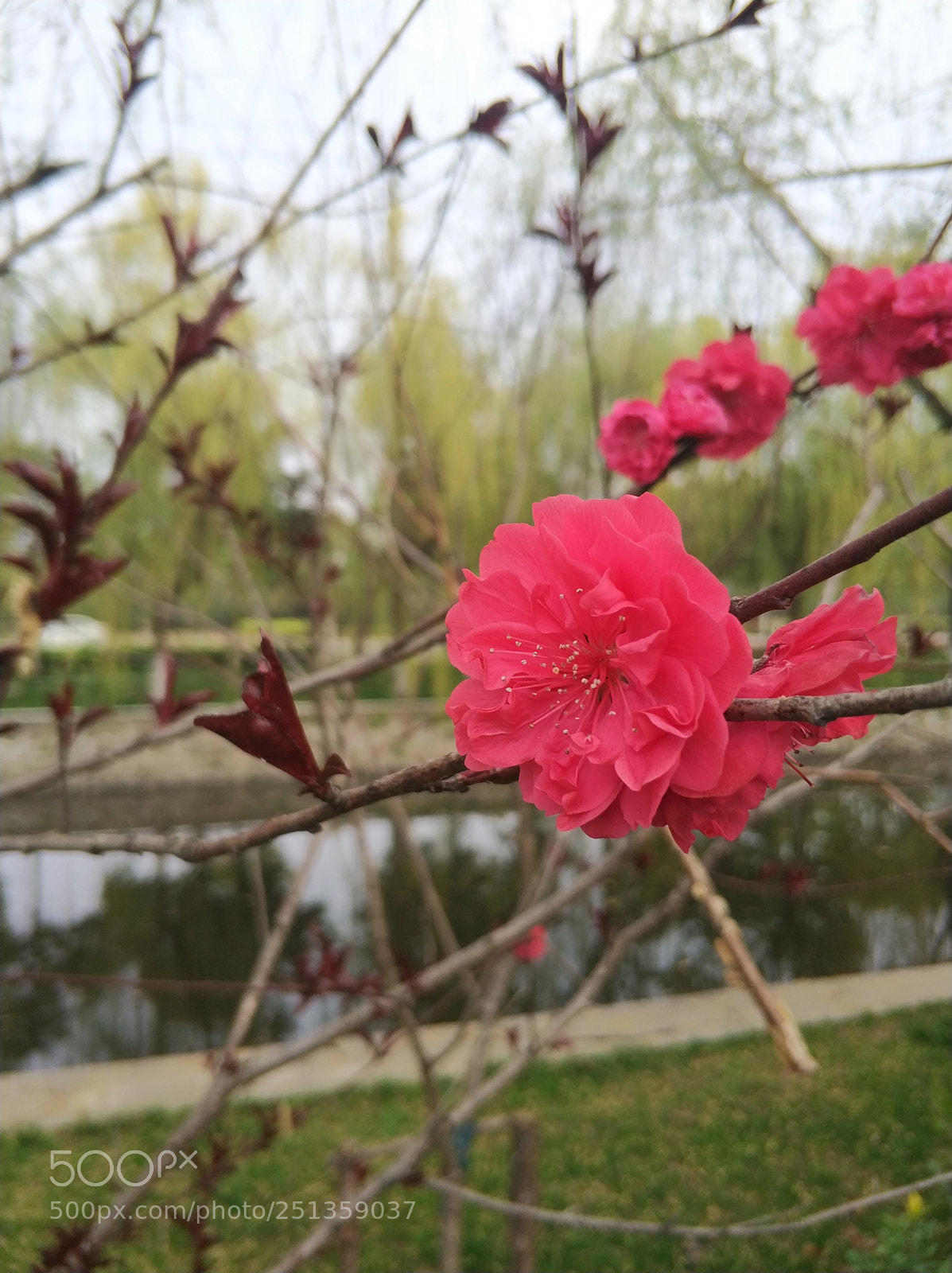 Xiaomi MI6 sample photo. Flower3 photography