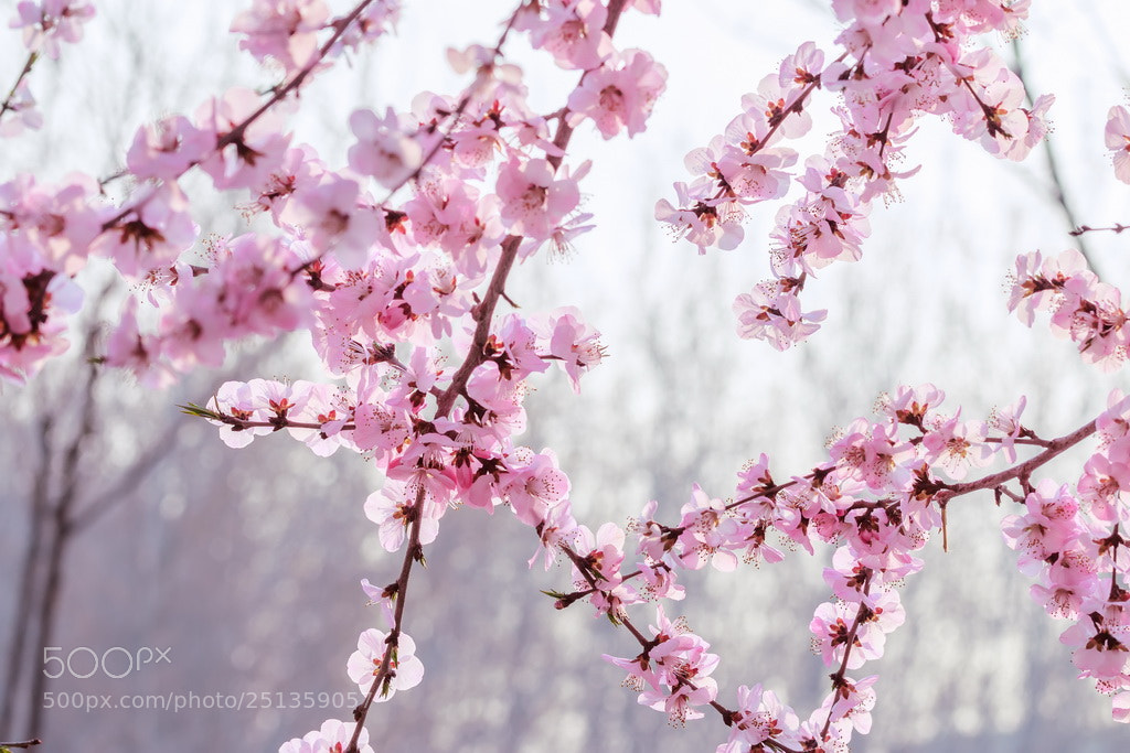 Canon EOS 70D sample photo. Spring photography