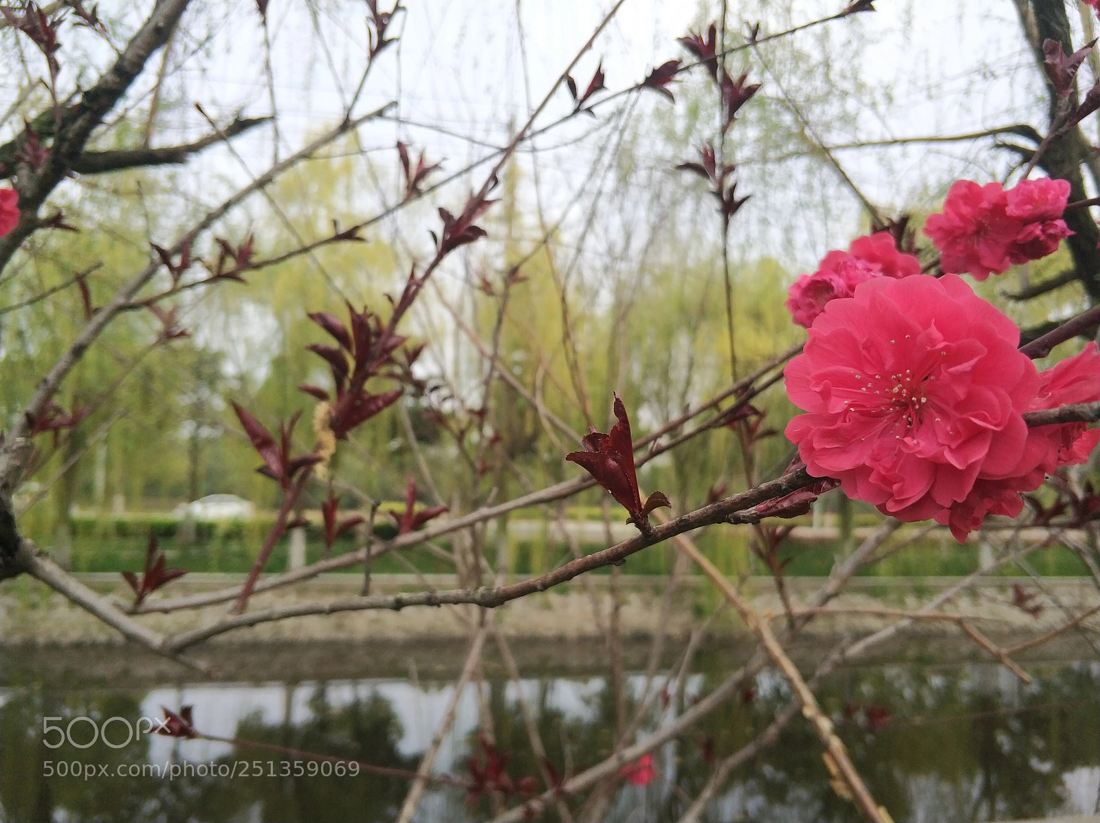 Xiaomi MI6 sample photo. Flower3 photography